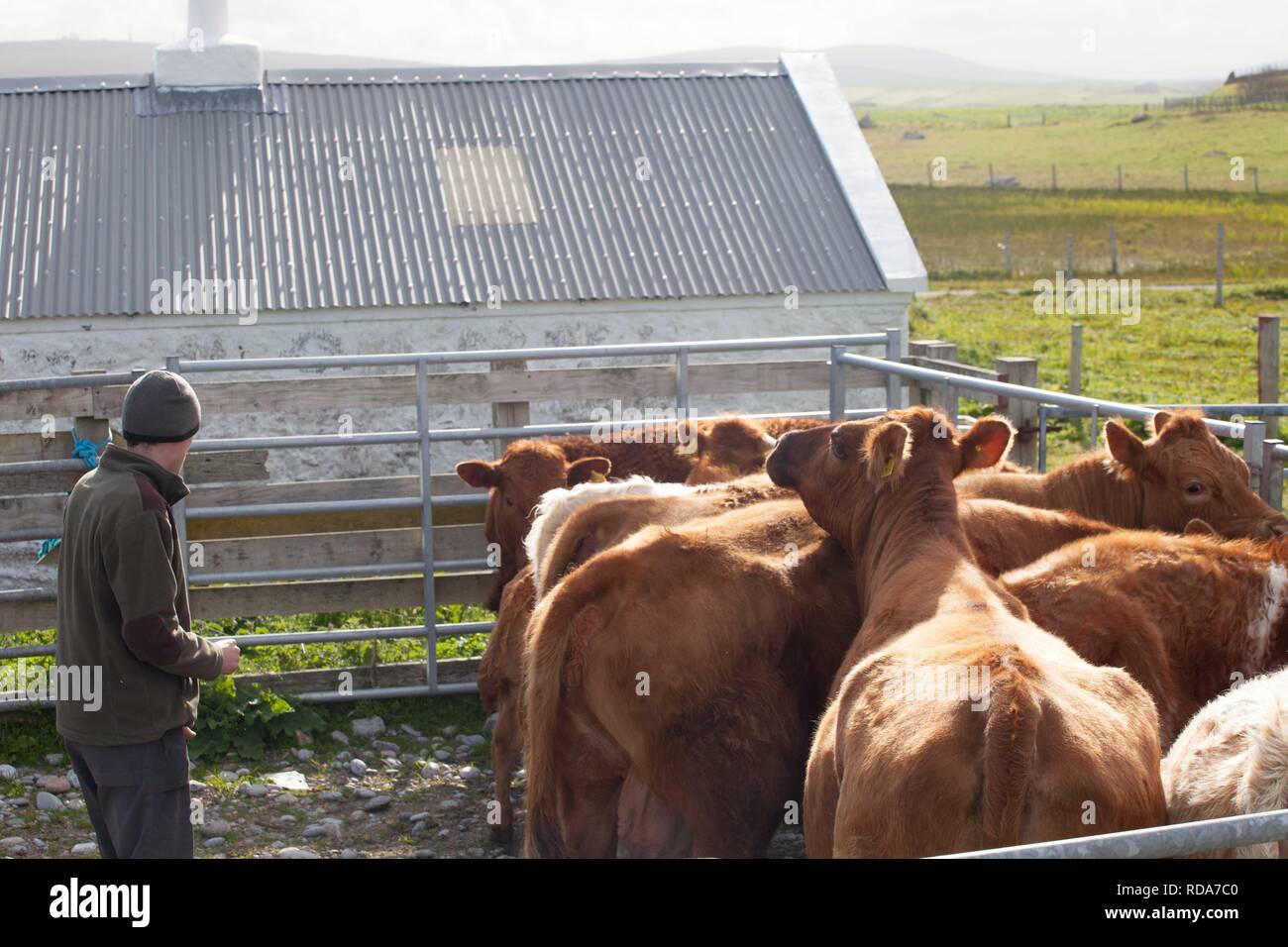 Crofter con carne di manzo /bestiame bovino di caseificio in pound prima di essere etichettate e dosati .parte della gestione di Balranald riserva naturale Foto Stock