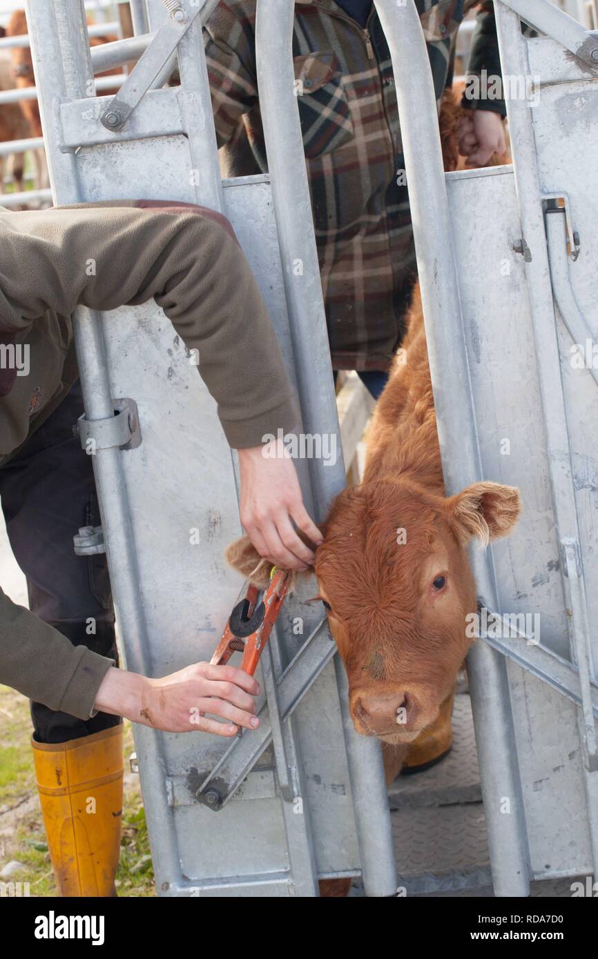 La marchiatura auricolare Limousin vitelli ,parte della gestione di Balranald riserva naturale , importante per maintining habitat adatto per la nidificazione di Re di Quaglie Foto Stock