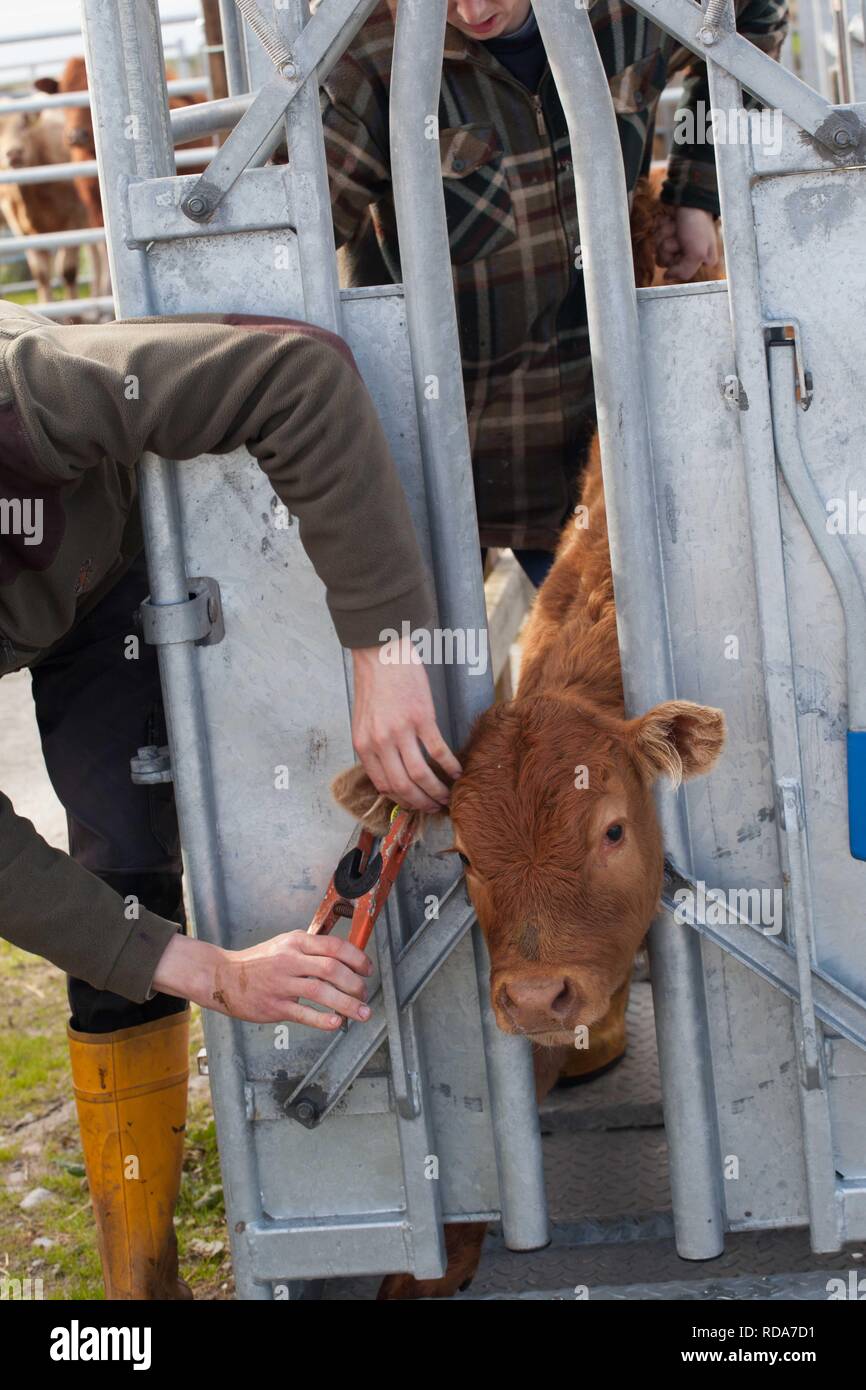 La marchiatura auricolare Limousin vitelli ,parte della gestione di Balranald riserva naturale , importante per maintining habitat adatto per la nidificazione di Re di Quaglie Foto Stock