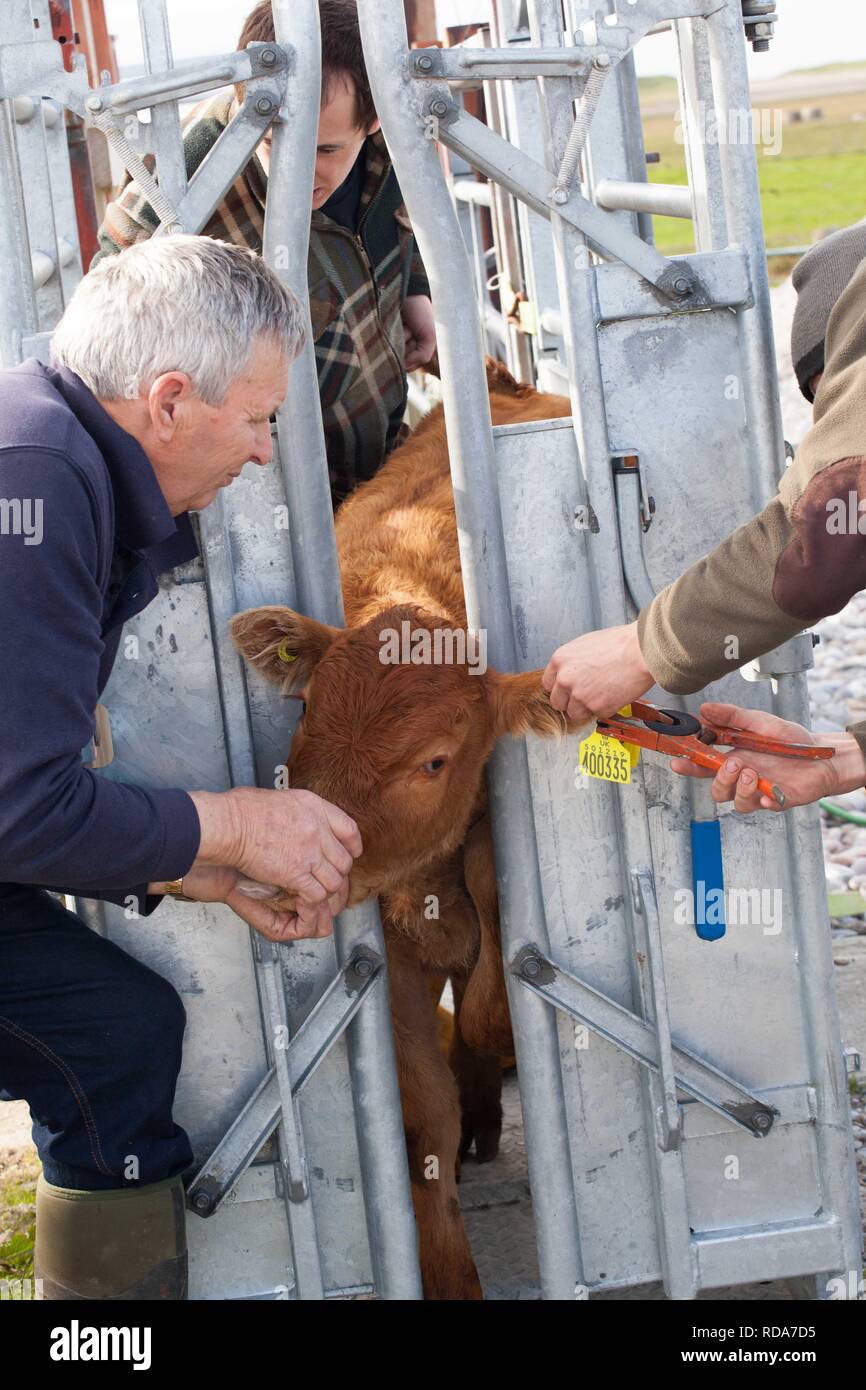 La marchiatura auricolare Limousin vitelli ,parte della gestione di Balranald riserva naturale , importante per maintining habitat adatto per la nidificazione di Re di Quaglie Foto Stock