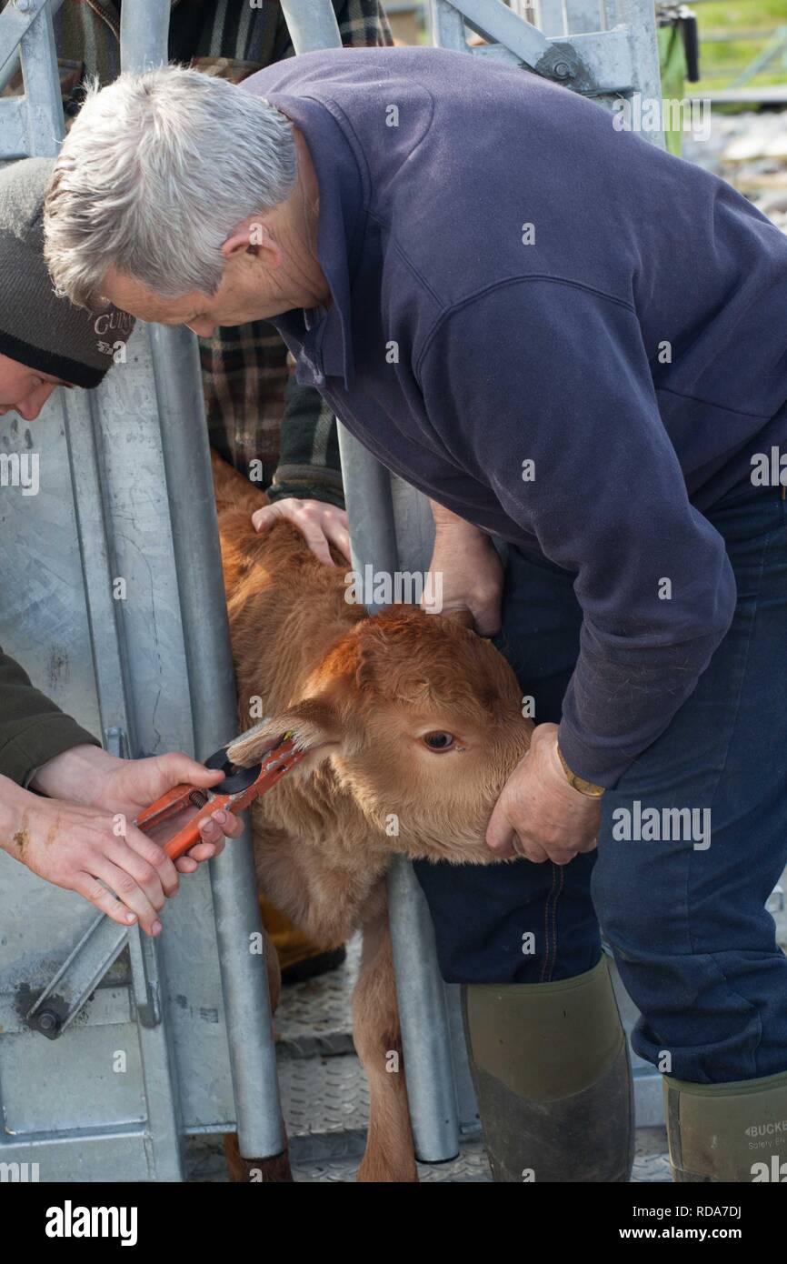 La marchiatura auricolare Limousin vitelli ,parte della gestione di Balranald riserva naturale , importante per maintining habitat adatto per la nidificazione di Re di Quaglie Foto Stock