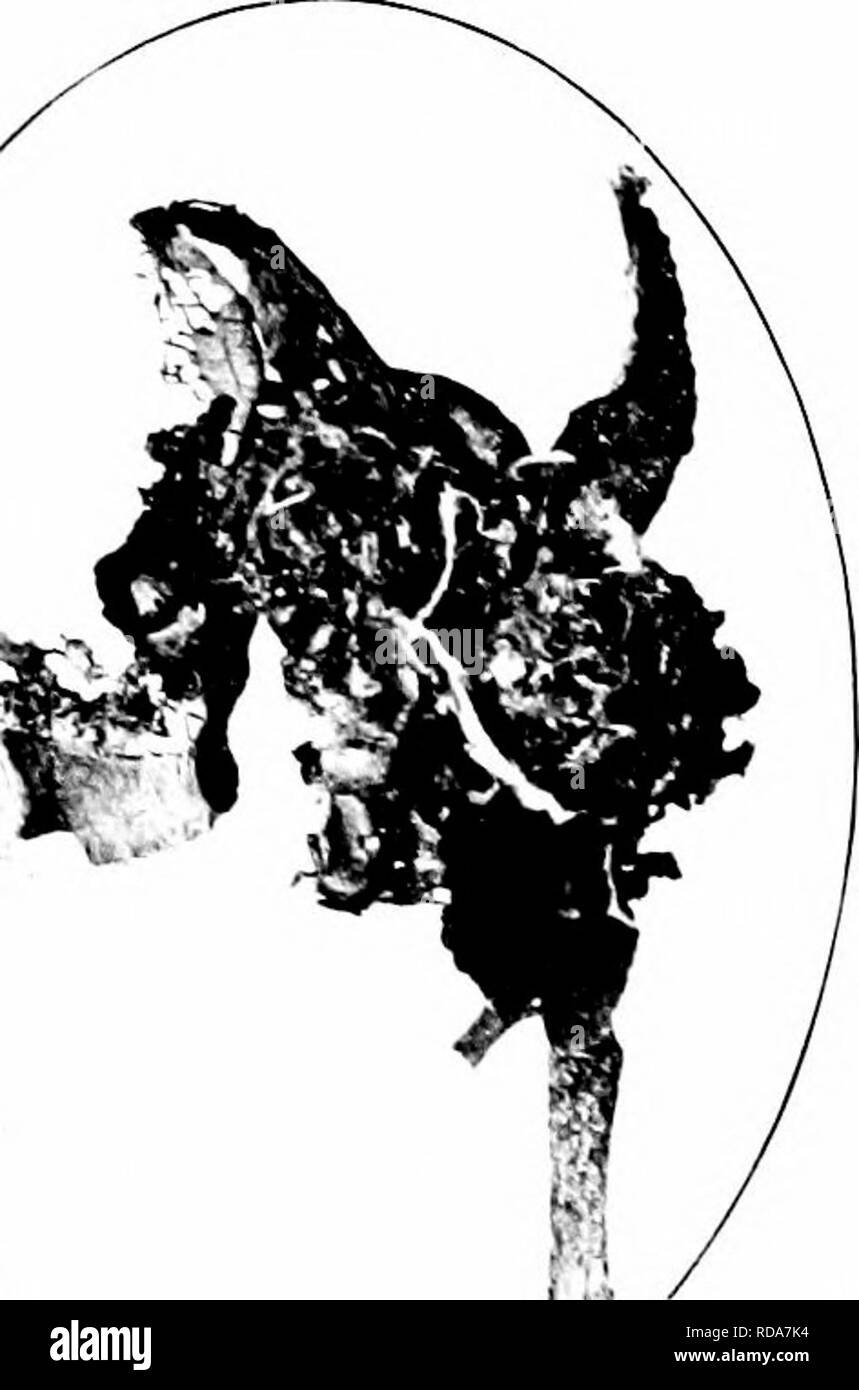 . Insetti dannosi : come riconoscere e il loro controllo . Pesti di insetto e pesti di insetto. ACTIVE ^'OB^fs FEI:I)I^^G winiix palmati lascia 297 veli possono essere effettuate in successione dalla stessa colonia. Il caterpil- hirs h;ne un corpo scuro, coperto con lunghi peli di colore biancastro. Il lavoro è del tutto distinto da tliat della tenda caterpillar, che costruisce il nido nelle forcelle di rami e non prevedono alcun tipo di fogliame in esso. Quando cresciuto, il soddisfare- pilastri disperdere, nascondere, e spin up bozzoli, dal quale il ailult falene emergono i fol- abbassamento estate. A sud ci sono due generazioni, Ti'seo può Foto Stock