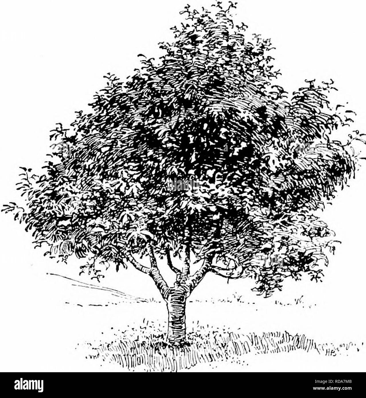 . Manuale di giardinaggio; una guida pratica per la realizzazione di motivi di casa e la coltivazione di fiori, frutta e verdura per uso domestico. Il giardinaggio. Il PIANO GENERALE O TEORIA DEL POSTO 43 uomini alberi rispetto all'utilizzo di composizione, - che è, come parti di gruppi generali di alberi, dove i loro caratteri servono per rompere la monotonia delle forme più pesanti e più pesante il fogliame. I pioppi sono gay alberi, come regola, specialmente quelli, come l'Aspens, che hanno un fogliame tremante. Le foglie sono luminose e le cime degli alberi sono sottili. Il comune di aspen o "popple", Populus tremuloides, dei nostri boschi, è Foto Stock