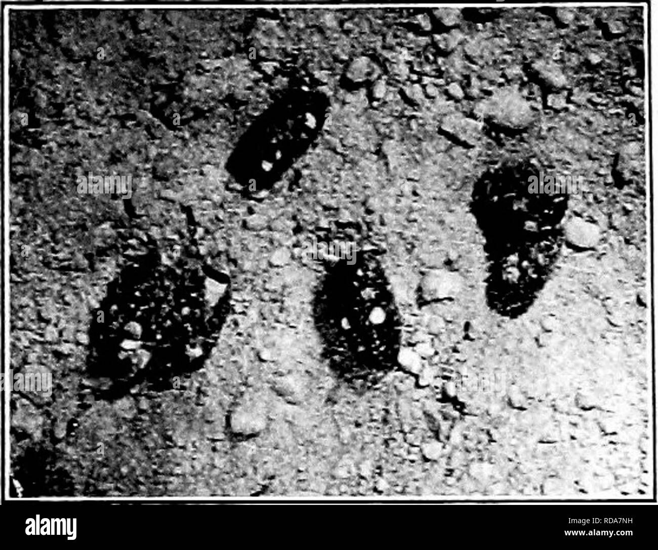 . Insetti dannosi : come riconoscere e il loro controllo . Pesti di insetto e pesti di insetto. 286 PARASSITI DI ORCBARD e piccoli frutti. Fig. 418. - Bozzoli del ribes importati Worm. Originale. Il sprajdng è fatto presto, arseniato è frutto di colorazione, utilizzare l'elleboro. Il Xative cur- rant Worm (Di- phadnus appendicu- latus Hartig) determina un simile defoUation. Il lar^'a è hah un pollice lungo e la luce nello stadio di pupa è passata in cellule Uttle nel suolo. Ci sono due generazioni di una partita di worm che figurano ai primi di somma- mer e la seconda prole di cinque o sei settimane più tardi. La modalità di ibernazione avviene in pupa st Foto Stock