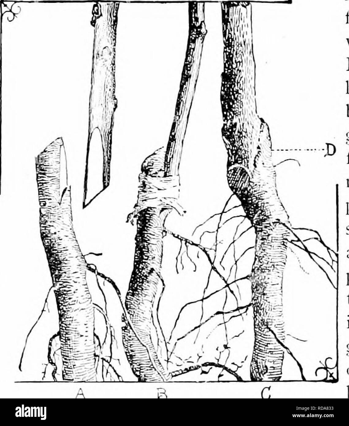 . Il vivaio-libro : una guida completa per la moltiplicazione di piante . Propagazione nel vegetale. 114 GRAFTAGE. È remuved, corrispondente alla porzione tlie prelevati dal magazzino. Il piccolo ton: ;-ue di corteccia sullo stock copre la base di tlie prop quando è impostato. Il prop è legato strettamente alla piastrella stock ( /?, Fig. Ill), di solito con raftia. Questo metodo di innesto non fa nessuna incisione nel legno e tutte le superfici di feriti sono completamente coperte dal riscontro della prop e stock. (Vedere Fig. S3, pagina 88, e la si confronta con la foto di una frusta di innesto di unione in Fig. S4, pagina 89.) non è necessario, il Foto Stock