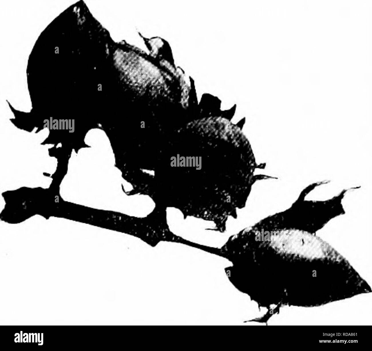 . Southern raccolti di campo (esclusiva di piante foraggere). L'agricoltura. Varietà di cotone 285. pearance di snellezza o erectness. Il bolls sono di solito piccole; i semi sono da piccole a medie dimensioni e fittamente ricoperta con fuzz. In considerazione della peculiare forma della pianta, cluster va- rieties può essere lasciato più spessa in trapano che più di altri tipi. Questa classe di cotone è molto meno popolare ora che in precedenza. Questo è probabilmente dovuto alla carenza di usu- alleato trovati in cluster di cotone; vale a dire: - (1) Una particolare tendenza a un capannone o caduta una grande iniezione di capitale- zione dei frutti quando con- ditions del terreno e delle condizioni atmosferiche Foto Stock