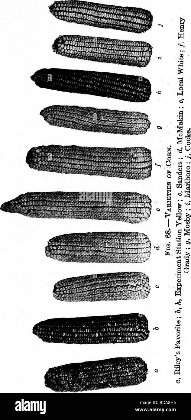 . Southern raccolti di campo (esclusiva di piante foraggere). L'agricoltura. Varietà di mais 123. Si prega di notare che queste immagini vengono estratte dalla pagina sottoposta a scansione di immagini che possono essere state migliorate digitalmente per la leggibilità - Colorazione e aspetto di queste illustrazioni potrebbero non perfettamente assomigliano al lavoro originale. Duggar, J. F. (John Frederick), 1868-. New York, la Macmillan company Foto Stock