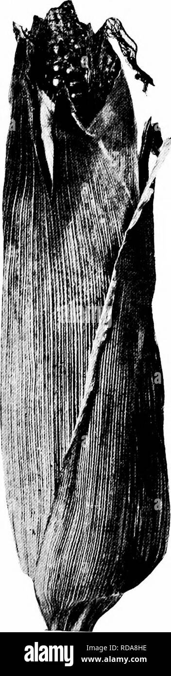 . Southern raccolti di campo (esclusiva di piante foraggere). L'agricoltura. Varietà COBN 115 mi !. FiQ. 66. - Mostra un Eak con Fig. 67. - Mostra un orecchio SUGGERIMENTO SUGGERIMENTO ben coveked dai gusci. non ben coveked dai gusci. Una condizione iinfavorable ad una condizione favorevole per injuiy injuiy da curculioni. Da curculione.. Si prega di notare che queste immagini vengono estratte dalla pagina sottoposta a scansione di immagini che possono essere state migliorate digitalmente per la leggibilità - Colorazione e aspetto di queste illustrazioni potrebbero non perfettamente assomigliano al lavoro originale. Duggar, J. F. (John Frederick), 1868-. New York, la Macmillan company Foto Stock