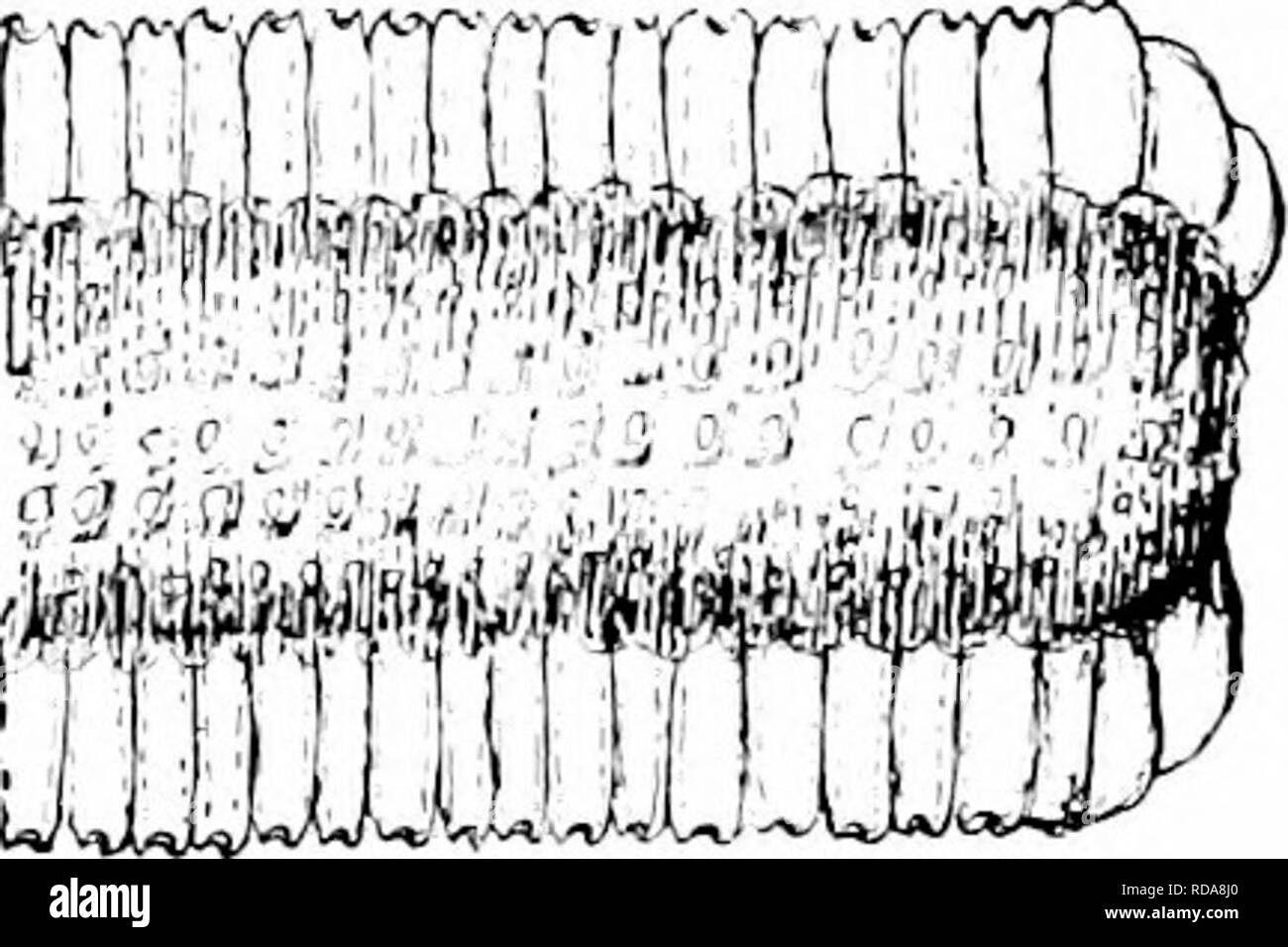 . Southern raccolti di campo (esclusiva di piante foraggere). L'agricoltura. Fig. 60. - Un orecchio avente troppo Fig. 61.-Un orecchio in cui vi molto spazio tra i chicchi non è perso lo spazio tra i grani in prossimità della COB. nei pressi della COB. Alcune autorità riguardo a ben coperto suggerimento quanto piuttosto un punto di fantasia, mentre altri ritengono che sia più strettamente correlati a una resa alta. Confronta Fig. 54 con le figg. 51, 52, 53, e 55. (9) Spazio tra le righe. - Spazi di solchi o sulci sono le depressioni tra file adiacenti di grano vicino alla corona del kernel. La più ampia e profonda sono questi spazi, il più difettoso. Si prega di notare che Foto Stock