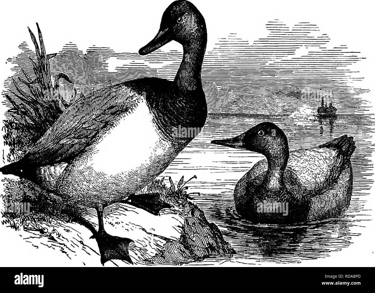. Chiave per uccelli del Nord America. Contenente un conciso conto di ogni specie di vita e di uccelli fossili attualmente conosciuti dal continente nord del Messico e degli Stati Uniti, di confine inclusive della Groenlandia e la Bassa California, con il quale sono incorporati generali di ornitologia: un contorno della struttura e la classificazione degli uccelli; e campo ornitologia, un manuale di raccolta, preparazione e conservazione degli uccelli. Gli uccelli; uccelli. Fi6. 490. - Tela-back. (Da Lewis.). Si prega di notare che queste immagini vengono estratte dalla pagina sottoposta a scansione di immagini che possono essere state migliorate digitalmente per la leggibilità - co Foto Stock
