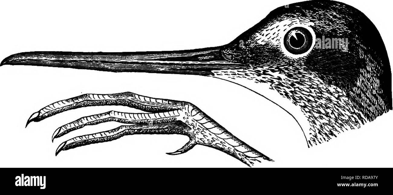 . Chiave per uccelli del Nord America. Contenente un conciso conto di ogni specie di vita e di uccelli fossili attualmente conosciuti dal continente nord del Messico e degli Stati Uniti, di confine inclusive della Groenlandia e la Bassa California, con il quale sono incorporati generali di ornitologia: un contorno della struttura e la classificazione degli uccelli; e campo ornitologia, un manuale di raccolta, preparazione e conservazione degli uccelli. Gli uccelli; uccelli. 638 sinossi sistematica.-LIMICOL^. 24A. All'TANUS. (Ital. totano, alcuni uccelli di questo tipo.) Tattlees. Bill più lungo di testa, dritto o quasi, se qualcosa di piuttosto essere Foto Stock