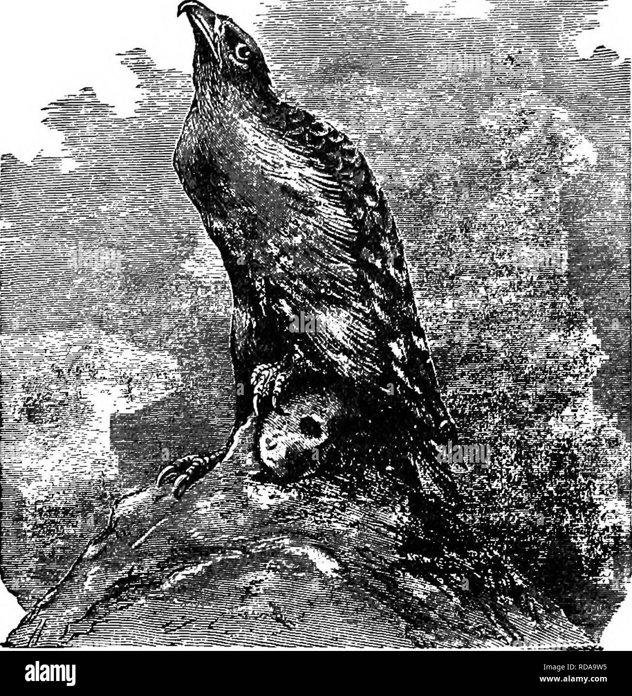 . Chiave per uccelli del Nord America. Contenente un conciso conto di ogni specie di vita e di uccelli fossili attualmente conosciuti dal continente nord del Messico e degli Stati Uniti, di confine inclusive della Groenlandia e la Bassa California, con il quale sono incorporati generali di ornitologia: un contorno della struttura e la classificazione degli uccelli; e campo ornitologia, un manuale di raccolta, preparazione e conservazione degli uccelli. Gli uccelli; uccelli. 496 sinossi sistematica.-BAPTOBES 28. Famiglia PSITTACID-^: pappagalli. Vedere sopra. Due carotidi, sinistra superficiale. Tutto il Mondo Nuovo pappagalli appartengono qui (ma tutti Psittaoide Foto Stock