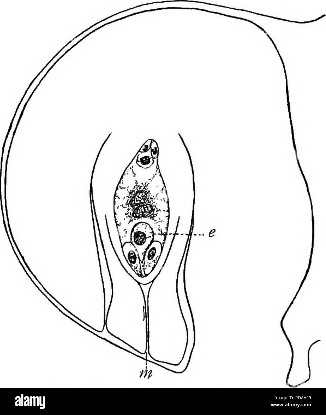 . Un libro di testo di botanica per le scuole secondarie. La botanica. FlG. 225.-granello di polline contenente una tre-celled gameto maschio- phyte; una cella rappresentata dal suo nucleo, le due altre cellule essendo ceils maschio. Fig. 226.-il gametofito femminile di un giglio prima di fecondazione, all'interno del vecchio mega- spora muro di otto celle o i loro nuclei appaiono- ing, uno dei quali è un uovo (e); il polline tubo entra attraverso la micropyle (m). nium a contenere essendo formata. Questi sette celle offrono inviato il gametofito femminile prima di fecondazione (Fig. 226). Il spermi prodotta dal polline deve raggiungere l'uovo entro il Foto Stock