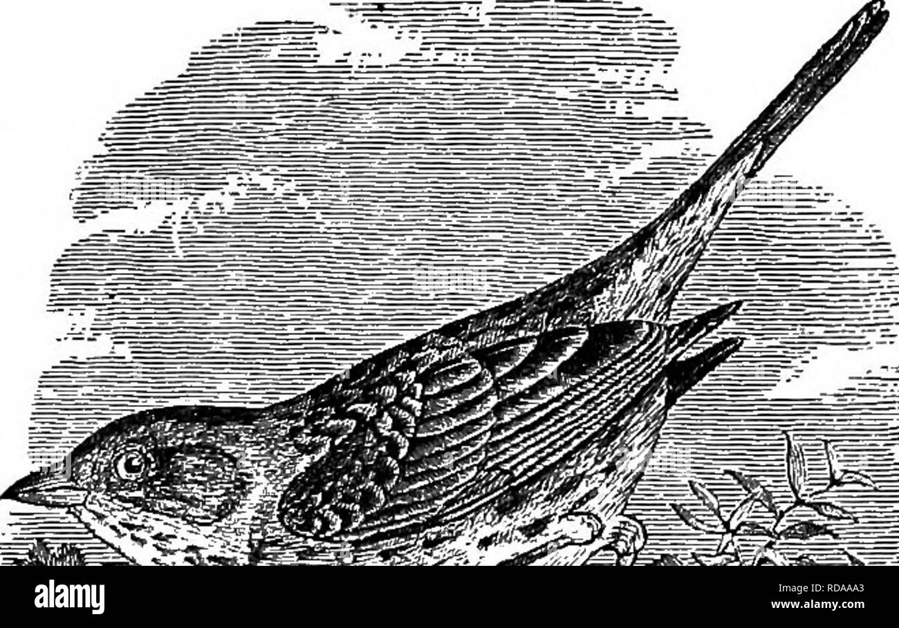 . Chiave per uccelli del Nord America. Contenente un conciso conto di ogni specie di vita e di uccelli fossili attualmente conosciuti dal continente nord del Messico e degli Stati Uniti, di confine inclusive della Groenlandia e la Bassa California, con il quale sono incorporati generali di ornitologia: un contorno della struttura e la classificazione degli uccelli; e campo ornitologia, un manuale di raccolta, preparazione e conservazione degli uccelli. Gli uccelli; uccelli. FBINGILLIBM: fringuelli, BUNTINGS, SPABBOWS, ecc. 369. i# 79. MELOSPI'ZA. (G-r. jtieXor, melos, canzone, melodia e o-m'fa, spiza, il nome di alcuni Finch in Aris- totle). Canzone Foto Stock