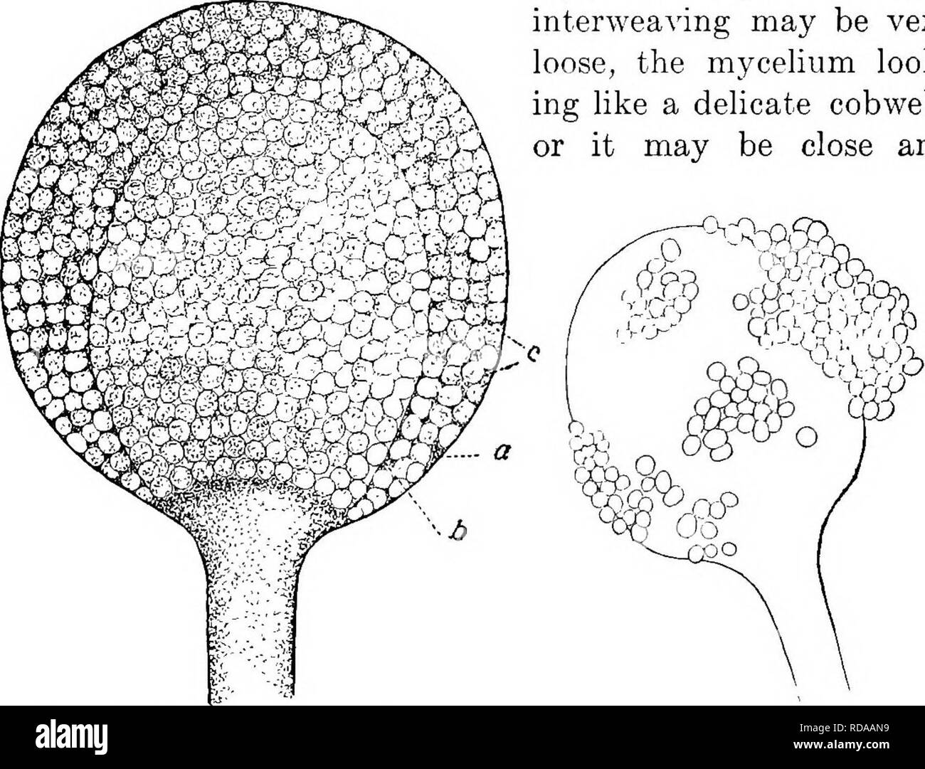 . Un libro di testo di botanica per le scuole secondarie. La botanica. Fig. 127.-sviluppo di sporangia Miicor. Un rigonfie punta di sporophore; b, parete che separa sporangium dal resto del corpo. mantenendo un pezzo di pane umido in una stanza calda onu- der un recipiente di vetro. Le fonti della sua fornitura alimentare indicano che si tratta di un sapro- phyte. Il corpo di Mucor è una buona illustrazione dei corpi di ordinaria funghi. La parte principale del corpo è costituito da incolore filettature di ramificazione, o isolata o più spesso in- terwoven, ed è chiamato il micelio (Fig. 125). L intreccio può essere molto allentato, il myceliu Foto Stock