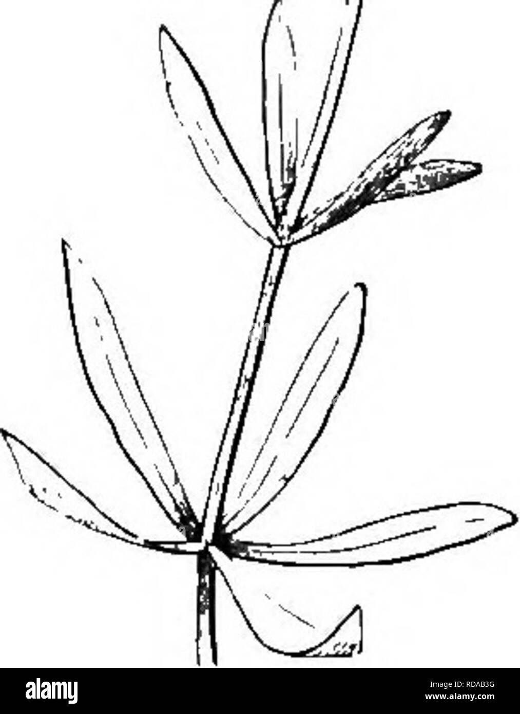 . La botanica per giovani e scuole comuni. In che modo le piante crescono, una semplice introduzione alla botanica strutturale. Con una flora popolare, o una disposizione ed una descrizione delle piante comuni, sia selvatici e coltivati. La botanica; Botanica. Stipules uniti. 137' Wtiorled foglie. Ma questo è solo un analisi della sezione. 81. Vegetazione molto semplice in piano, molto diversificata nei particolari. 82. Tlie studio delle forme di organi è la morfologia. 83-89. Radici, le loro forme e tipi. 84. Primaria o originale; secondario; come esse provengono. 85. Radici aeree. 86. Antenna radichette. 87. Air-Plants ; il loro modo di vivere. 88. Foto Stock