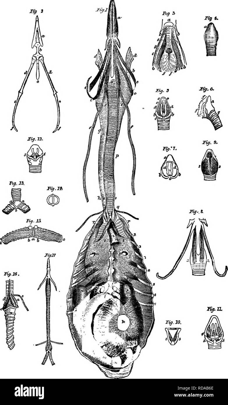 . Chiave per uccelli del Nord America. Contenente un conciso conto di ogni specie di vita e di uccelli fossili attualmente conosciuti dal continente nord del Messico e degli Stati Uniti, di confine inclusive della Groenlandia e la Bassa California, con il quale sono incorporati generali di ornitologia: un contorno della struttura e la classificazione degli uccelli; e campo ornitologia, un manuale di raccolta, preparazione e conservazione degli uccelli. Gli uccelli; uccelli. 206 generale 0ENITH0L06Y.. Fig. 101. - Apparato respiratorio e vocal organe del libro, Conms frugilegus, un Oscine Passerine bird; nat. dimensioni, dopo Macgillivray. 1. una linguetta, Foto Stock