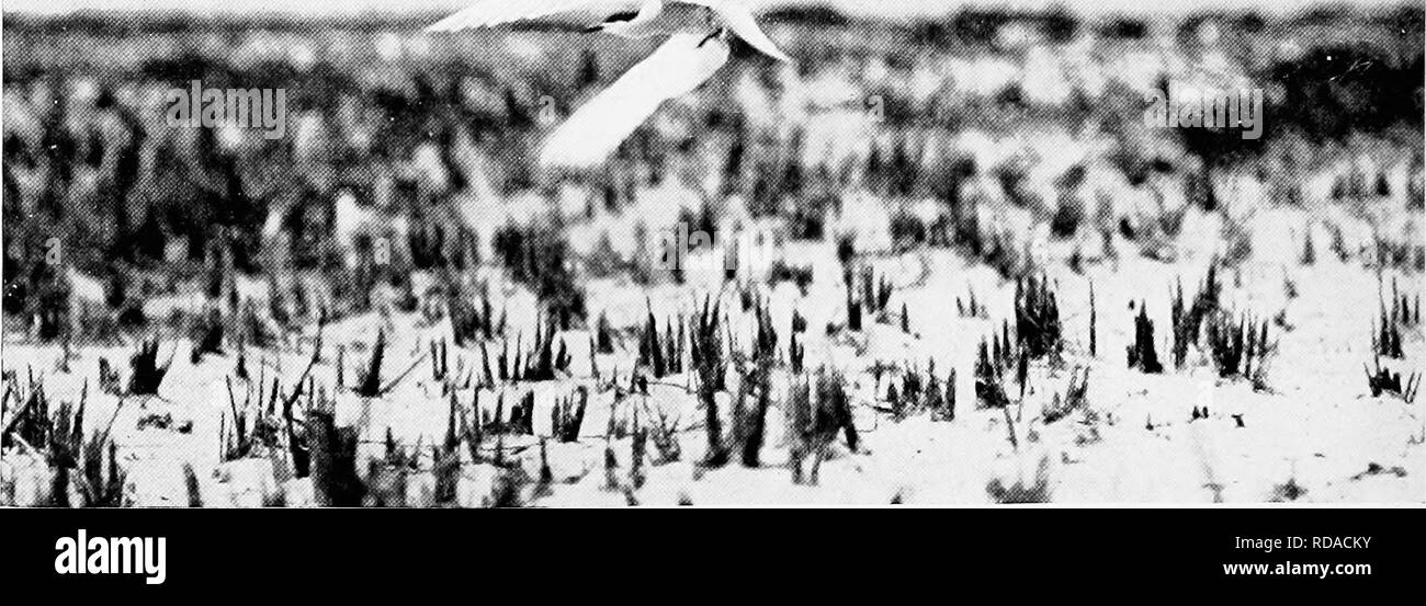 . [Articoli su uccelli da National Geographic Magazine]. Gli uccelli. Foto hy Howard TT. Si scinde un "mare-SW"Consenti", o TKRN comune, facendo un giro veloce: JIUSKEGET ISLE, .MASS. bit nel suo attacco immediatamente è stato spurreil sul mediante un fischio che a lui pare che sembrava venire dal Gufo, ma che reallv venuto dall'interno della tenda umljrclla vicino a portata di mano. Durante l'assedio, che durò per manv minuti, otto fotografie sono state fissate e il manichino è stato il destinatario del 19 di testa e corpo si brucia. I poveri civetta era una vista quando preso dal pesce persico e non possono nemmeno essere ri- ])ventilato per uso futuro. Foto Stock