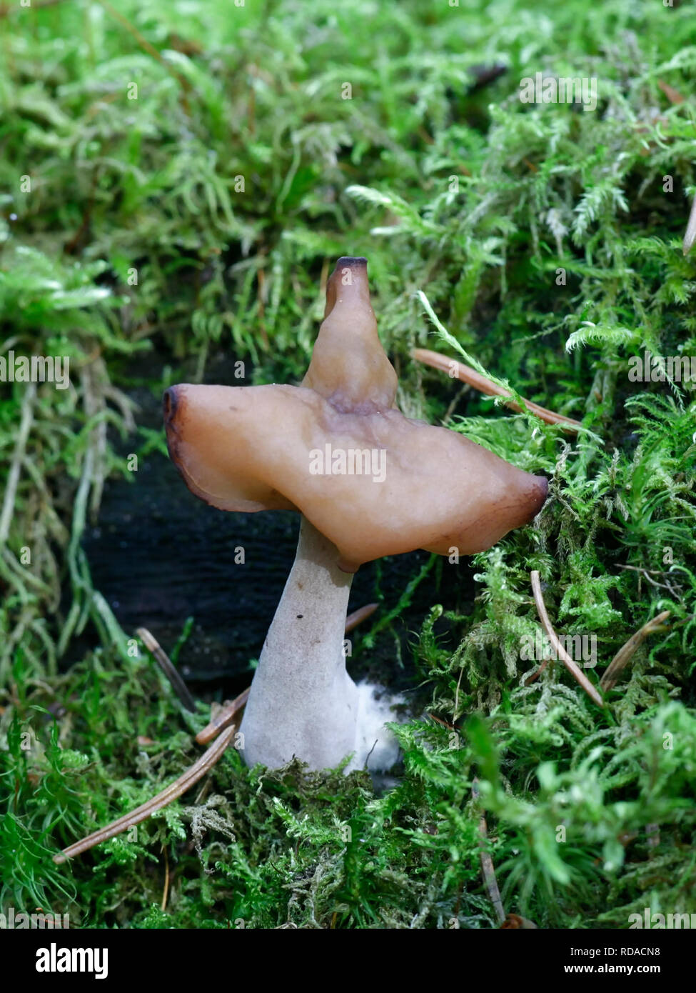 Gyromitra infula, comunemente noto come incappucciati false morel o la sella foliatile Foto Stock