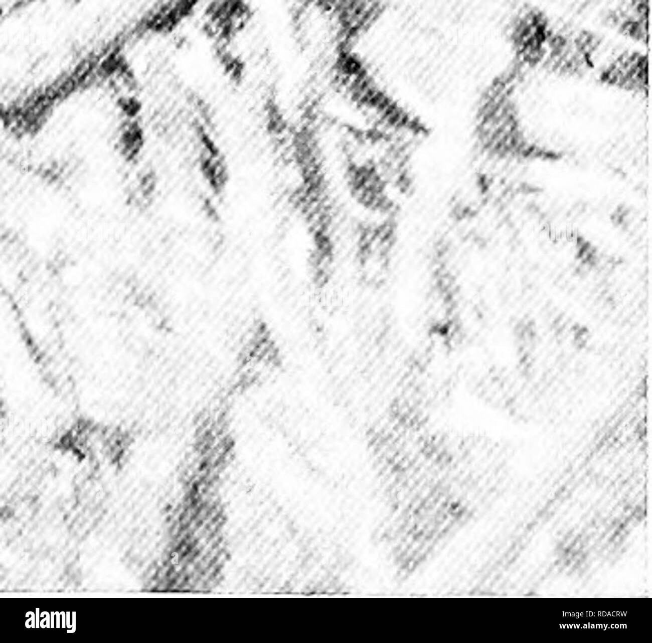 . [Articoli su uccelli da National Geographic Magazine]. Gli uccelli. ^^^ â ^"Â"*&GT;.-^' '^-^5^-^-^TT 1^ ^ â ¢ ^j(-i. Con eccitato emette un segnale acustico, due EAGLETS LANUGINOSA SALUTARE THKIR madri tornare i giovani aquile calve sanno che il pasto è a portata di mano. Il menu è il pesce gatto (in basso a sinistra) che il maestoso genitore si strappa in piccoli pezzi e feed per i suoi piccoli. Eaglets sono coperti con un soffice, di colore biancastro basso per due o tre settimane prima della loro piume appaiono. A fotografare questo nido d'aquila, gli autori hanno dovuto salire 80 piedi fino a grande sicomoro su un'isola del Potomac vicino a Washington, D. C. (p Foto Stock