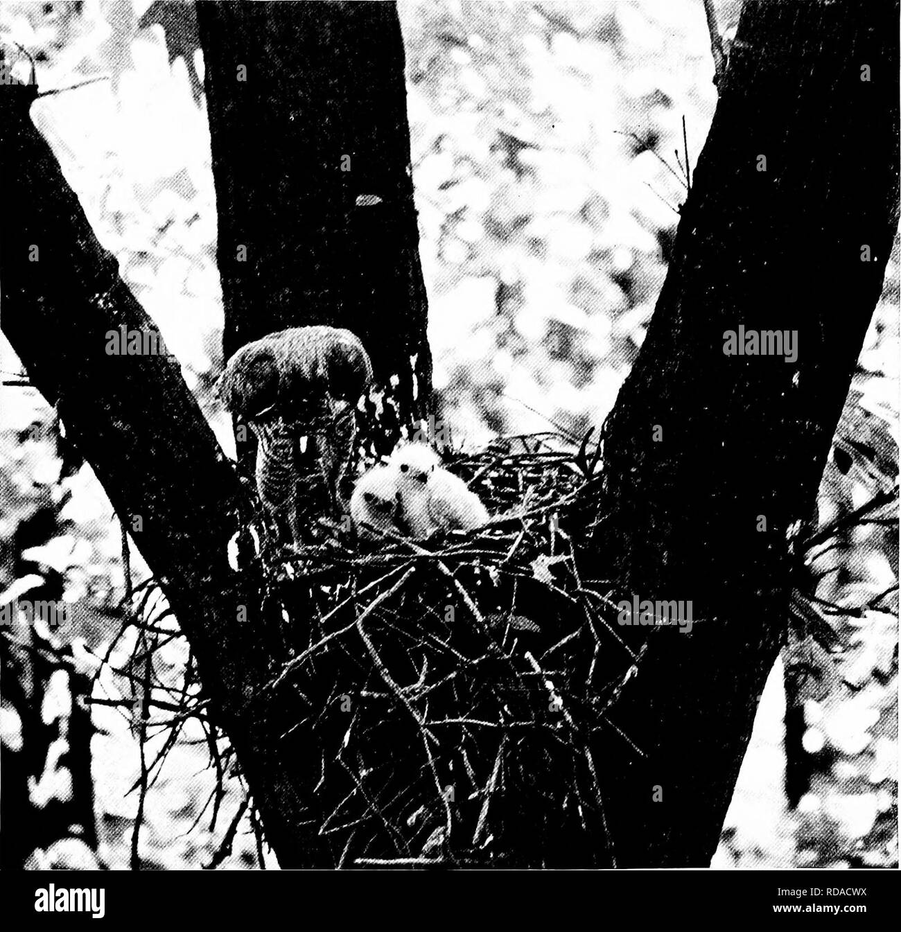 . [Articoli su uccelli da National Geographic Magazine]. Gli uccelli. Avventure con gli uccelli rapaci IIS. "Che cosa sta succedendo laggiù?" si chiede la madre ampia-winged hawk il suo forte e&GT;'es hanno notato un movimento in tenda ai piedi dell'albero. Da lì la telecamera, fissato ad un arto nei pressi del nido, era azionato da una stringa. Il Craigheads non catturare i due soffici nidiacei, fotografato vicino a Washington, D. C, perché avevano imparato dall'esperienza che un ampio-winged hawks non sono veloci e feroce abbastanza per treno come cacciatori. dall'aria. Prima di lunghi, tutti la sua coda feat Foto Stock