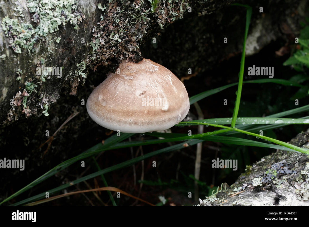 Fomitopsis betulina, precedentemente Piptoporus betulinus, noto come la betulla polypore, staffa di betulla, o un rasoio strop Foto Stock