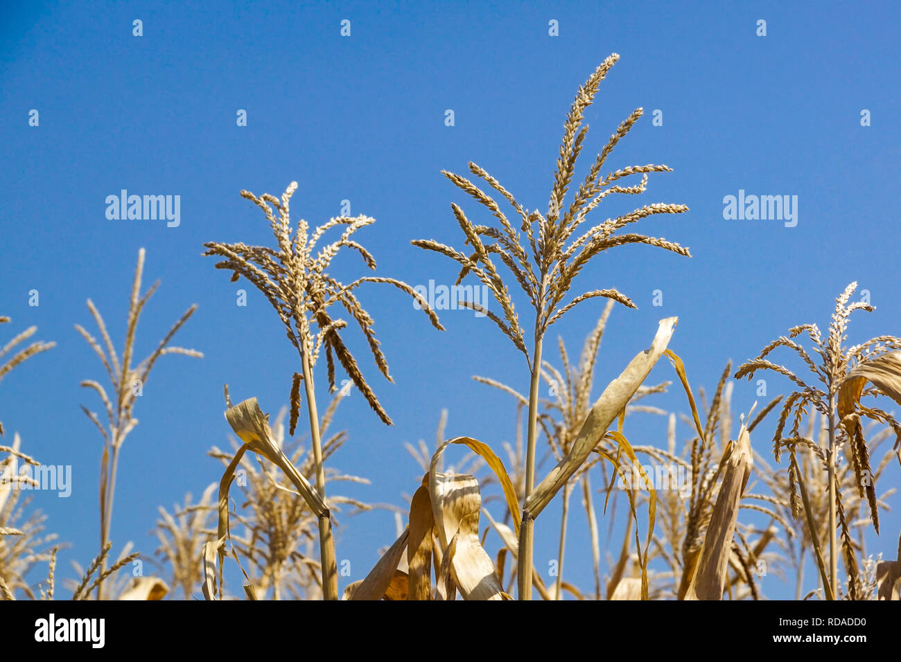 Grano verde campo nella stagione primaverile. Agricola del paesaggio rurale nella soleggiata sera Foto Stock