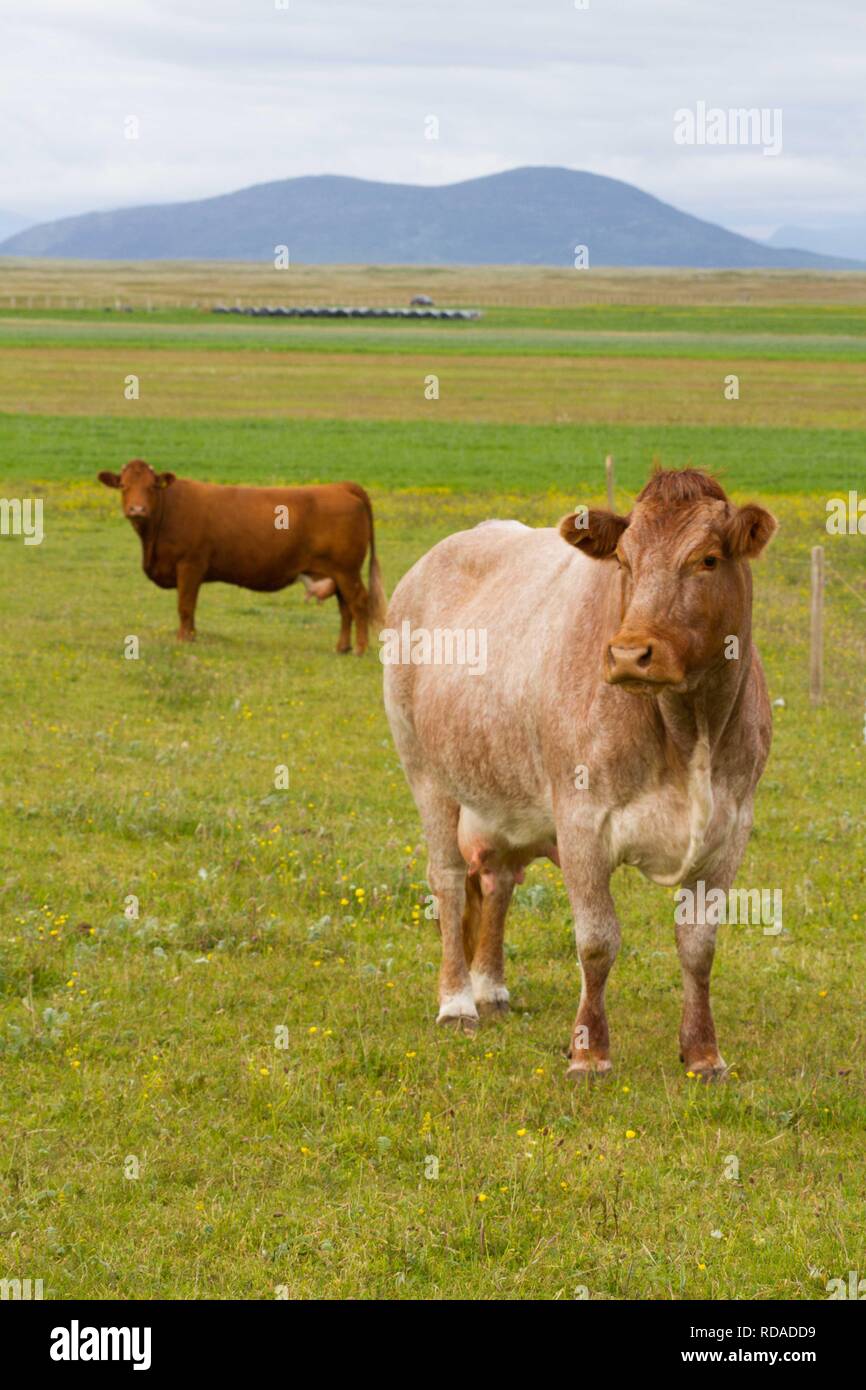 Razza Limousin bovini .su strisce di terreno coltivato machir ,con recinzioni elettriche .vacche scelta di Crofters , per produrre buoni vitelli da macello.Per cui Berneray è famosa .biodiversità e agricoltura tradizionale passano di mano in mano . Foto Stock