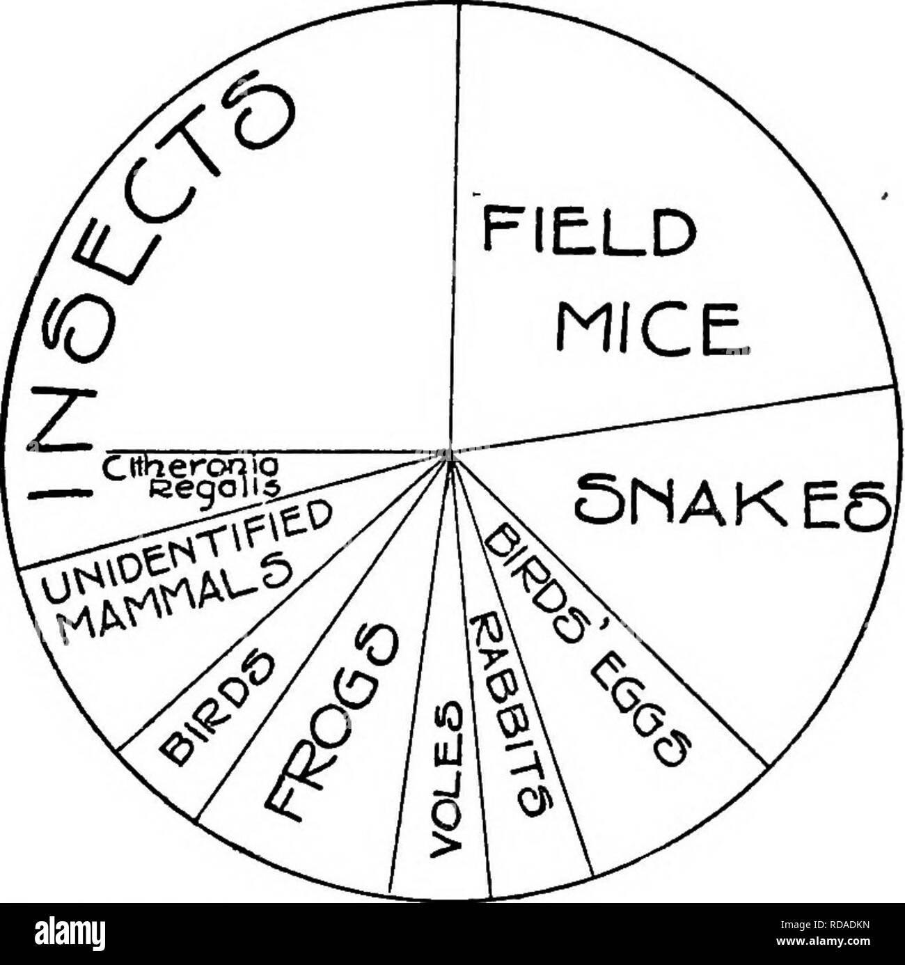 . I nemici naturali di uccelli. Gli uccelli. 43 Touissant di Rio, St. Lucie County, Florida, dice che un serpente nero (probabilmente di questo o le seguenti specie) effettivamente strisciato fino il meteo commissioni di una casa a una finestra dove un canarino è stata oscillante in una gabbia, e inghiottito l'uccello, che così ha aumentato la sua dimensione che non poteva ottenere fuori della gabbia.1 Professor H. A. superficie, che ha realizzato il più completo studio di cibo dei serpenti della Pennsylvania ancora sotto- prese, constata che durante la tarda primavera e inizio estate le uova e i giovani di uccelli forma predominante di alimentare il serpente pilota; l Foto Stock