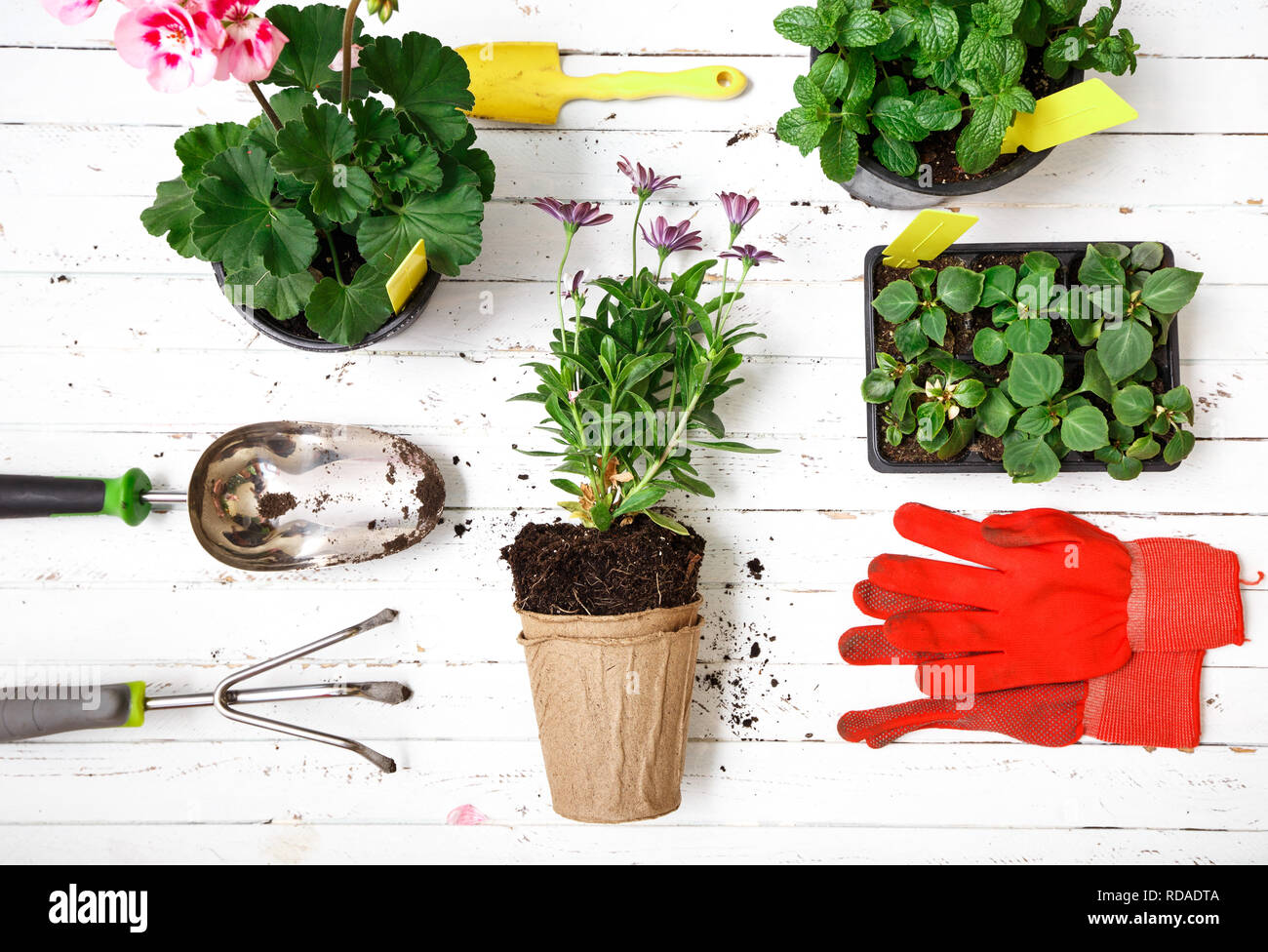 Attrezzi per giardinaggio, guanti e fiori in vaso per la semina in cortile, la manutenzione del giardino e il concetto di hobby. Foto Stock