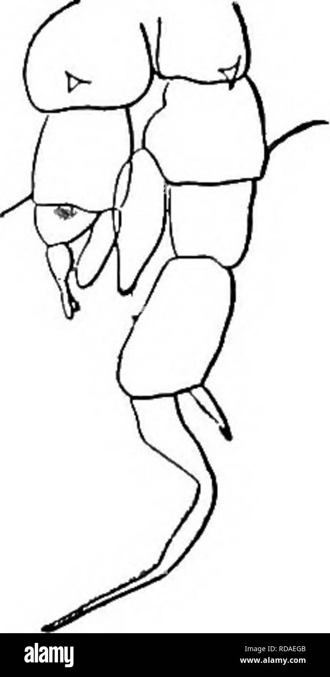 . Di acqua fresca biologia. Biologia di acqua dolce. COPEPODA 757 lo (i-i) a destra e a sinistra del quinto piede maschile di quasi uguale in lunghezza, gancio terminale del piede destro simmetrico. Diaptomus oregonensis LUljeborg 1889. Il più diffuso di tutti North Amer- ican specie, e di una maggior probabilità di essere raccolti nella parte settentrionale degli Stati Uniti. Si trova da un lato all'altro del continente. La più evidente caratteristica è di uguale lunghezza del quinto piede del maschio. Lunghezza della femmina, 1,5 mm. La lunghezza del maschio, 1.4 mm. Fig. 1176. Diaptomus oregonensis. .4, quinto piede del maschio. X 1 Foto Stock