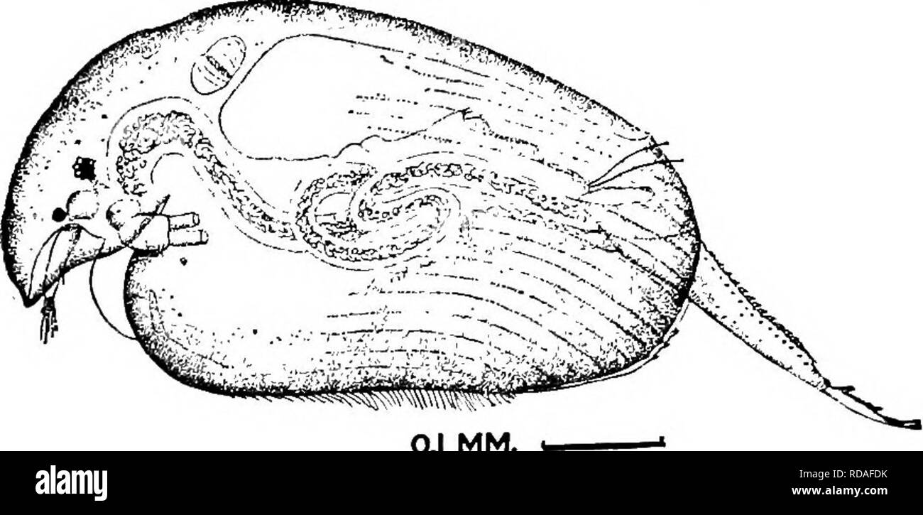 . Di acqua fresca biologia. Biologia di acqua dolce. 7i8 di acqua fresca BIOLOGV 126 (127) 125 (128) Crest sulla testata e valvole. Baird Camptocercus 1843 . 126 forma ovale; fortemente compressa, con la cresta sulla testa e hack. Le valvole con angoli arrotondati piccoli denti a infero-posteal angolo; striati longitudinalmente. Post-addome molto lunghe e sottili, con numerosi denticles marginale e squamae laterale. Griffe lunghe e dritte, con i colonna vertebrale basale; una serie di piccoli denticles terminante in una più grande circa la metà di daw; estremamente fme denti di là per apex. Cinque coppie di piedi. Post-addome vs^ith 15-17 dentic marginale Foto Stock