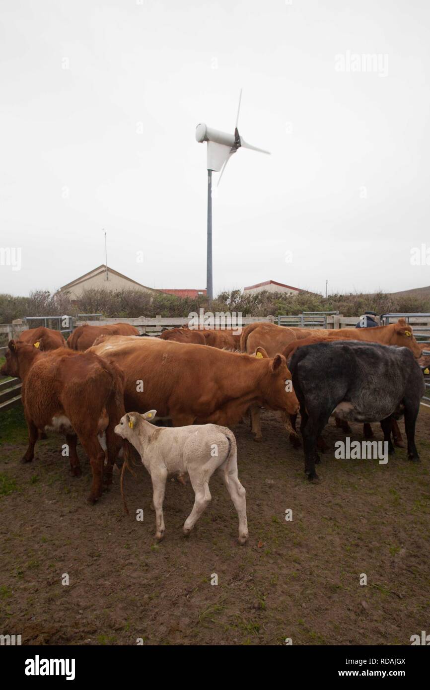 Pound piena di bovini da carne con comunità hall e la turbina eolica in background la produzione di energia sostenibile per la comunità .gestito dalla Comunità Berneray Crofters . Foto Stock