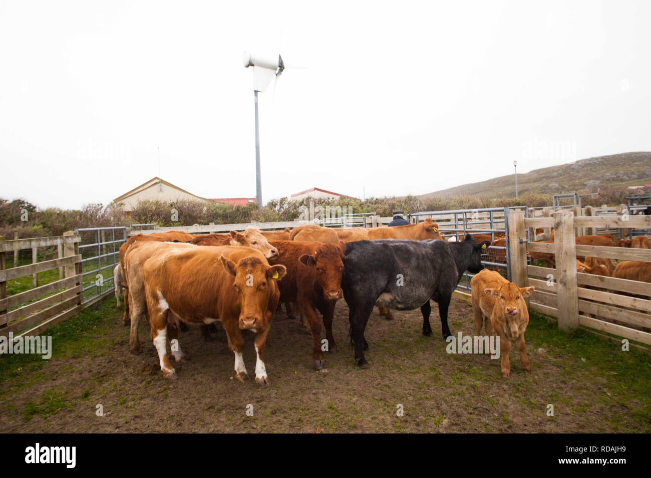 Pound piena di bovini da carne con comunità hall e la turbina eolica in background la produzione di energia sostenibile per la comunità .gestito dalla Comunità Berneray Crofters . Foto Stock