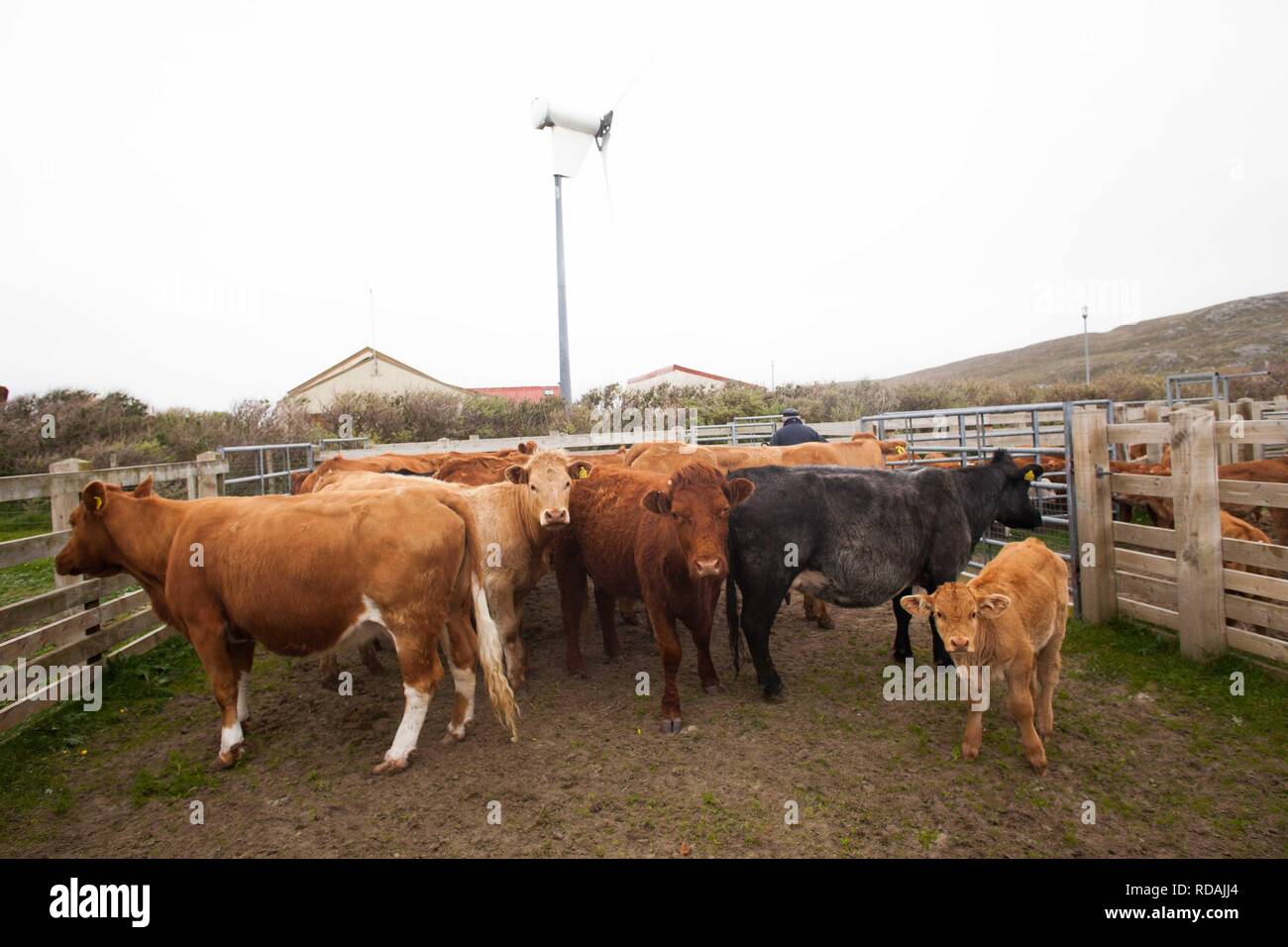 Pound piena di bovini da carne con comunità hall e la turbina eolica in background la produzione di energia sostenibile per la comunità .gestito dalla Comunità Berneray Crofters . Foto Stock