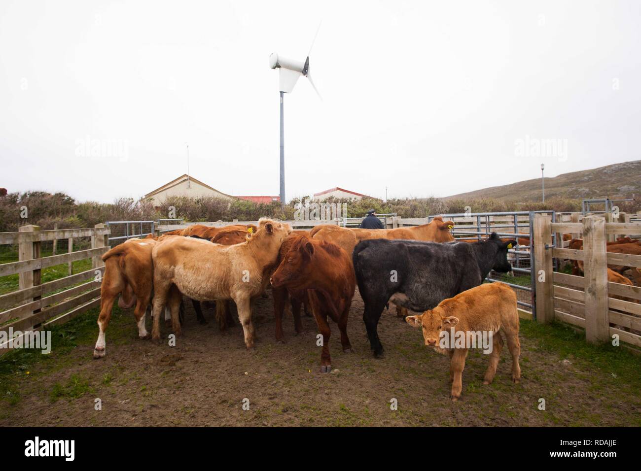 Pound piena di bovini da carne con comunità hall e la turbina eolica in background la produzione di energia sostenibile per la comunità .gestito dalla Comunità Berneray Crofters . Foto Stock