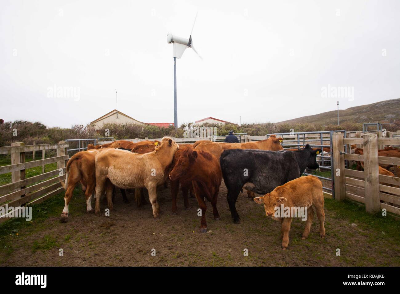 Pound piena di bovini da carne con comunità hall e la turbina eolica in background la produzione di energia sostenibile per la comunità .gestito dalla Comunità Berneray Crofters . Foto Stock