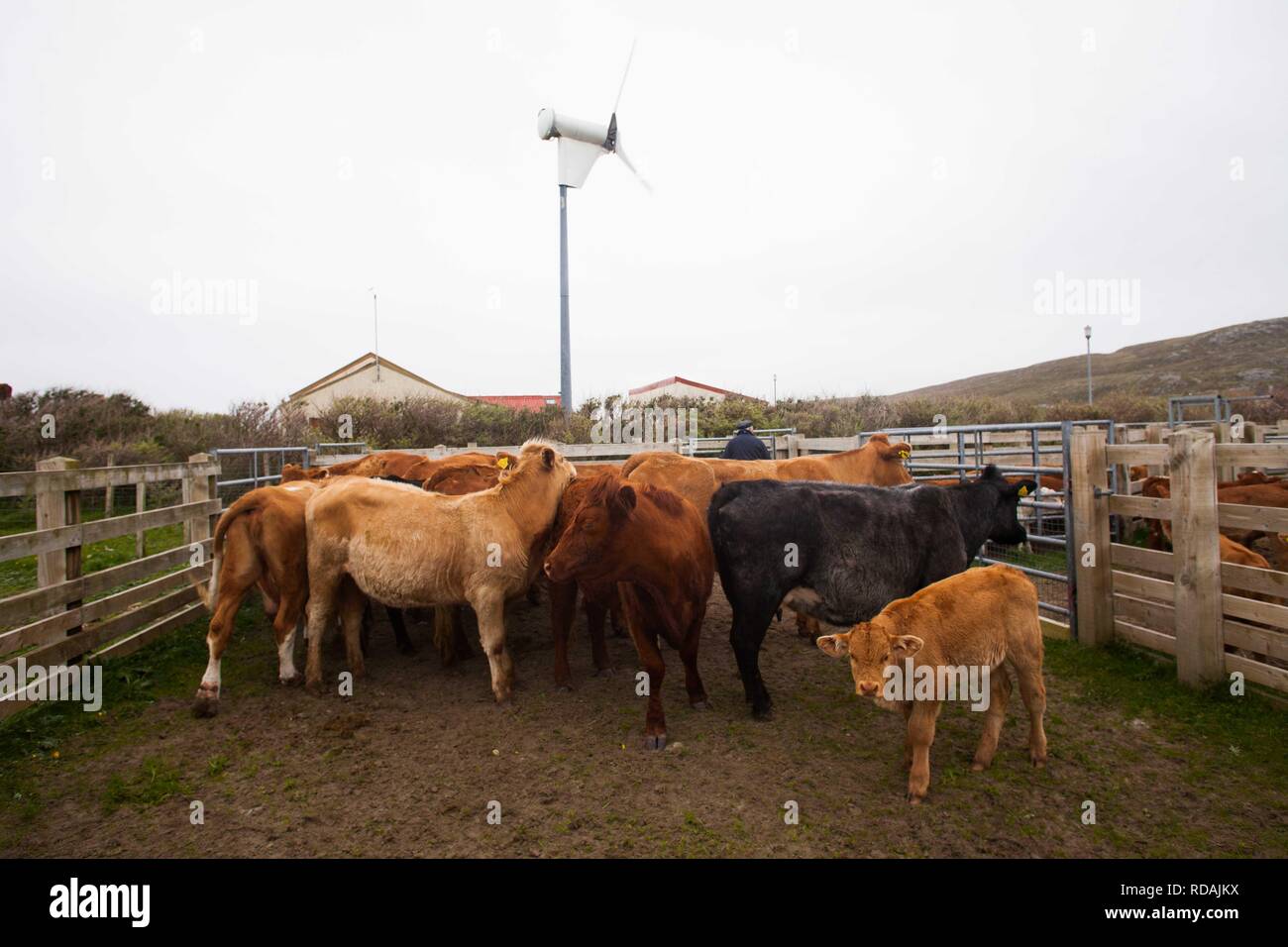 Pound piena di bovini da carne con comunità hall e la turbina eolica in background la produzione di energia sostenibile per la comunità .gestito dalla Comunità Berneray Crofters . Foto Stock