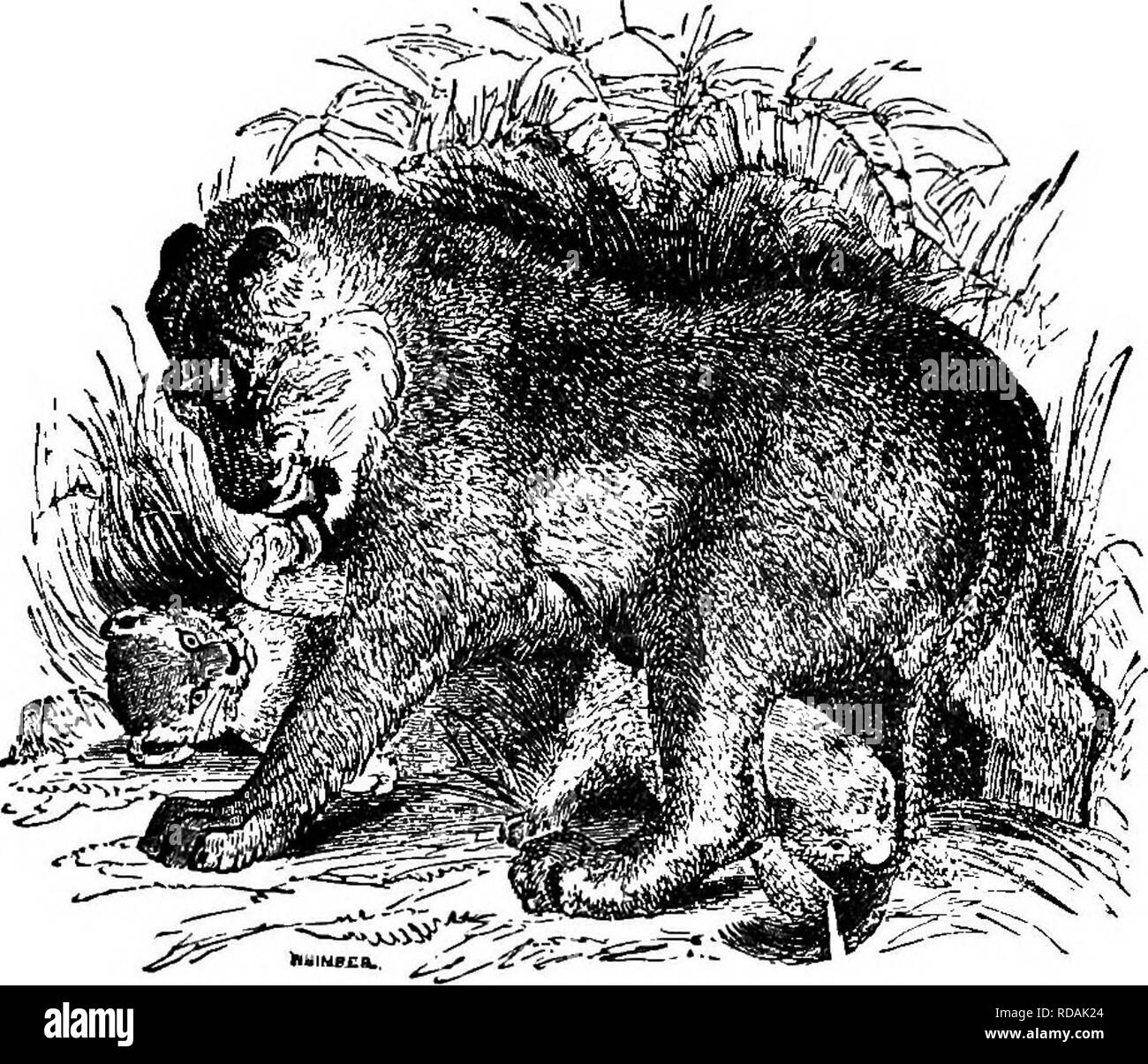 . Illustrate la storia naturale : comprendente le descrizioni di animali, uccelli, pesci, rettili, insetti, ecc., con schizzi di loro peculiari abitudini e le caratteristiche . Zoologia. Il GATTO T U I N E . 47 La sua coda essa talvolta, anche quando le sue angustie sono grandi, li trasporta da un luogo a un altro e, se ostruito, difende con determinato coraggio e combatte per l'ultimo. I cuccioli sono belli, giocoso poco le cose sono leggermente striato, e non hanno la criniera fino a quando essi sono circa due anni.. Leonessa. Il leone è principalmente un abitante della zona torrida; e u sempre più formid Foto Stock