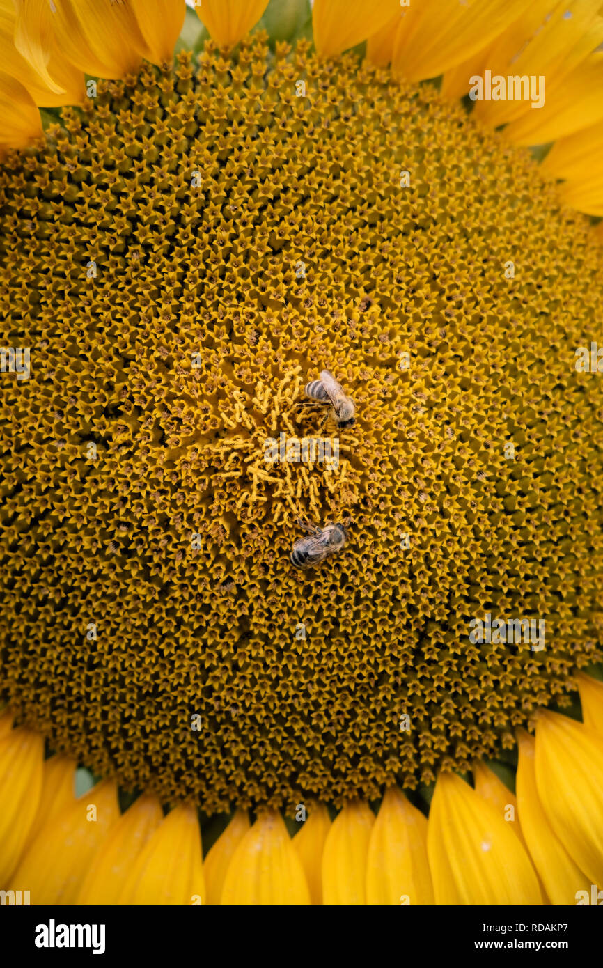 Primo piano di due api di impollinazione un girasole. Foto Stock