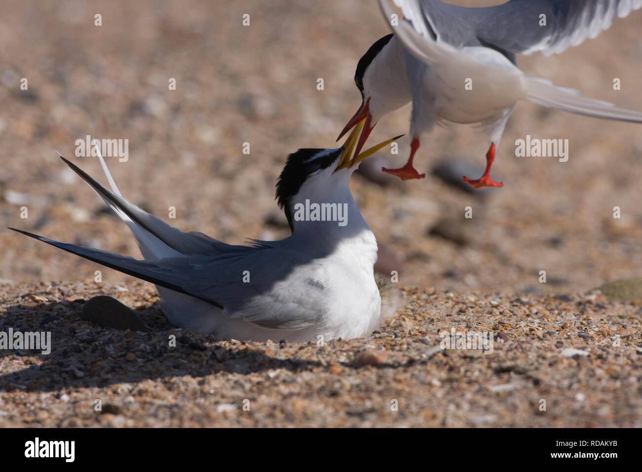 Arctic Tern (sterna paradisaea) in volo e fraticello (Sterna albifrons) sul nido combattimenti, il piccolo sterne avendo invaso la sterne artiche spazio di allevamento, Northumberland, Regno Unito Foto Stock