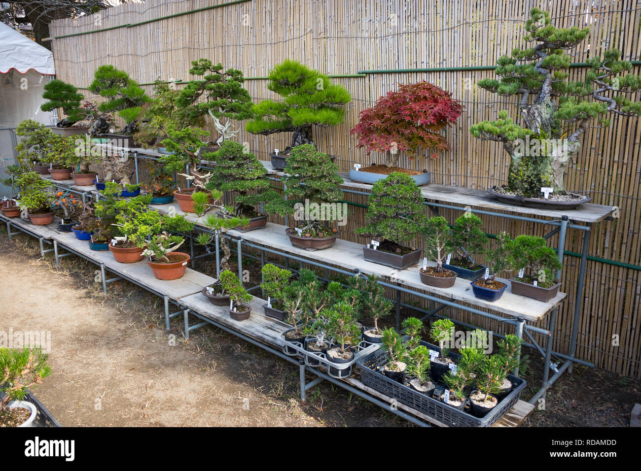 Miyazaki, Giappone - 8 Novembre 2018: albero di Bonsai vendita all'autunno pianta di giardino mercato a Miyazaki Jingu motivi Foto Stock