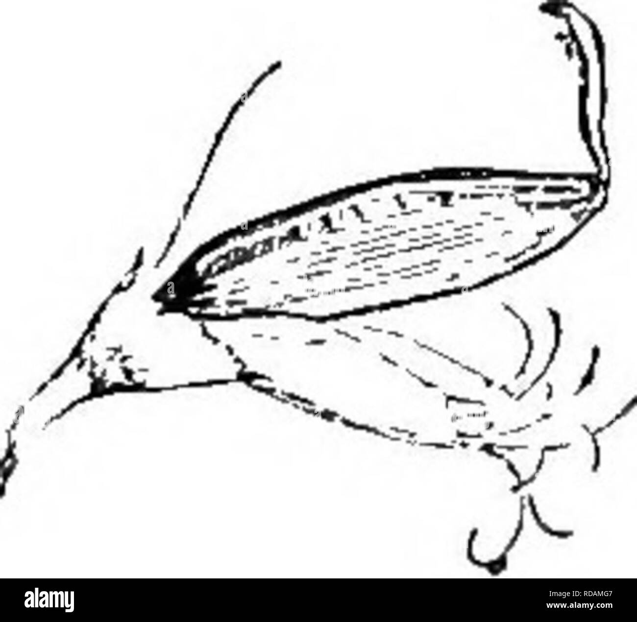 . Principianti " botanica. La botanica. 136 principianti " Botanica Fig. 176. - Semplice pistilli di ma- tercup, uno in direzione longitudinale sec- tion. foglia come se arrotolato in un tubo e un promotore antera, una foglia di cui i bordi può essere stato acceso il controfiletto. Il pistillo può essere di una parte o com- appartamento o di molte parti. Le diverse unità o parti di cui è composto sono carpels. Ogni carpel è omologa con una foglia. Ogni carpel reca uno o più semi. Un pistillo di uno carpel è semplice; di due o più carpels, composto. Usu- alleato la struttura del pistillo può essere de- termined mediante taglio orizzontalmente Foto Stock