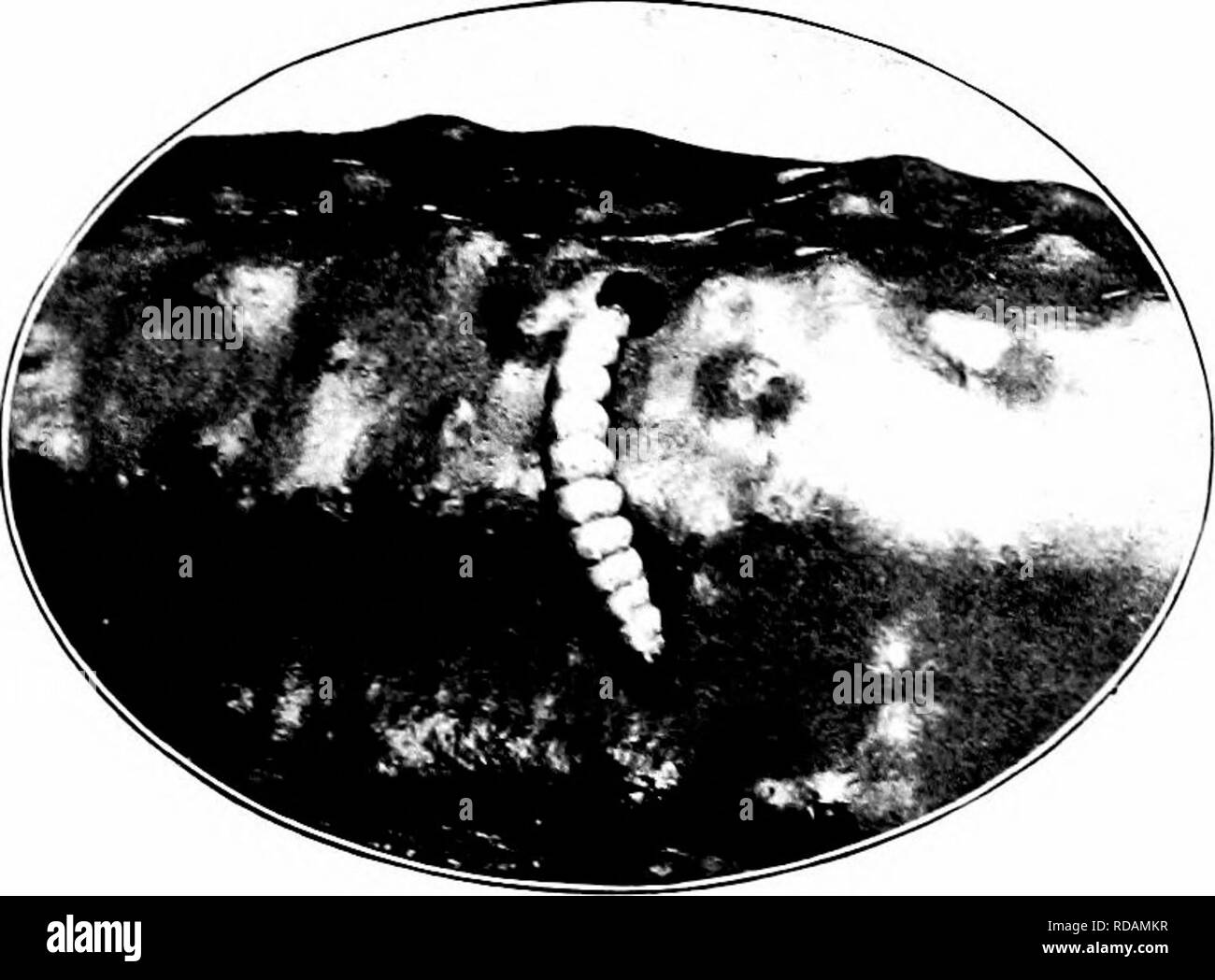 . Insetti dannosi : come riconoscere e il loro controllo . Pesti di insetto e pesti di insetto. vinto MS BonixG IX Fur esso 215 ou tho capi di Timoteo. La loro york è confinata hirgcly al l^er- nel, tlie pula cade a terra. Sono al lavoro nei mesi di giugno e luglio e una seconda lirood compare in seguito nei mesi estivi. L'adulto è un giallo brunastro moth. A fine estate il full-cresciuti i bruchi della seconda prole più bella terra, dove l'inverno è passato. Conte" rientrano jiasturiug moriranno di fame la seconda prole di caterjiiUars. Con questo dovrebbe essere combinato la distruzione della wild gr Foto Stock