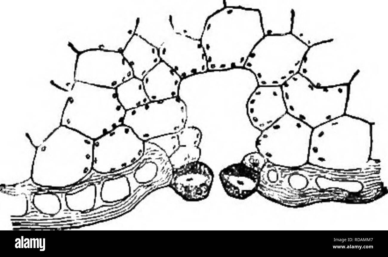 . Principianti " botanica. La botanica. 88 JiJ'.GhXNERS' botanica alla luce del sole. Fig. 114 mostra la struttura. Ci sono due guard-cellule a bocca di ciascun stomate, che possono nella maggior parte dei casi consente di aprire o chiudere il passaggio come le condizioni dell'atmosfera può richiedere. La guardia-cellule contengono â 4 >&GT;T^#'7i/f". Fig. 114.âDiagram di Stomate di Iris (Osterhout). Fig. 115. Â Sto.mate di edera, che mostra il composto guard-cellule. clorofilla. In Fig. 115 è mostrato un caso in cui sono presenti il composto guard-celle, che di edera. Ai margini di alcune foglie, come di fucsia impatiens, cavolo, sono aperture noto come acqua-pori di Foto Stock