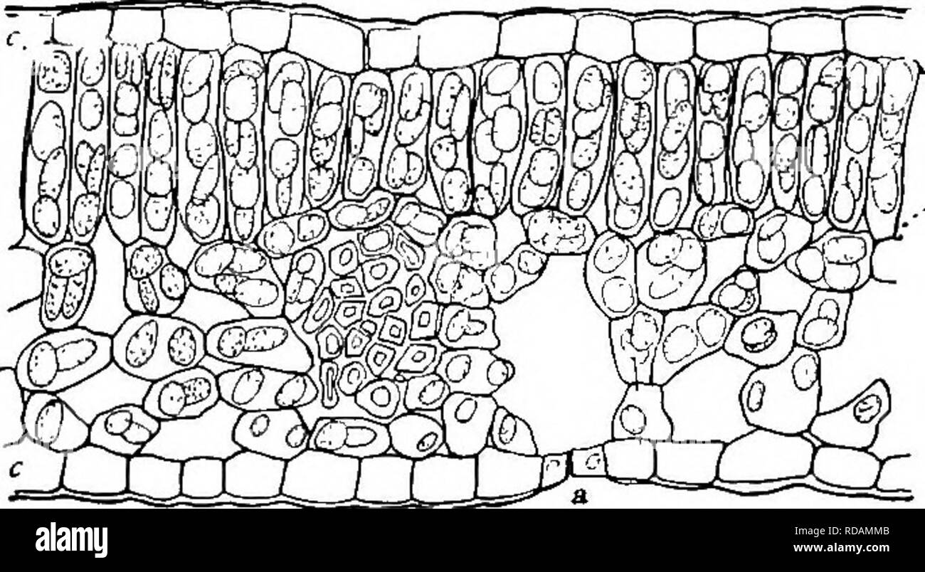 . Principianti " botanica. La botanica. Capitolo XII LASCIA -STRUTTURA O anatomia oltre il quadro o del sistema di vene riscontrato nelle lame di tutte le foglie, vi è un morbido tessuto cellulare chiamato mesophyll, o parenchima di foglia, e un'epidermide o pelle che copre tutta la parte esterna. Mesophyll. - La mesophyll non sono tutti uguali o homoge- neous. Lo strato superiore è costituito da cellule allungate disposte perpendicolarmente alla superficie della foglia. Questi sono chiamati palizzata cellule. Queste cellule sono solitamente riempito con verde bod- ies chiamato chlo- rophyll grani. La granella con- tains un grande numero di chlo- rophyll d Foto Stock