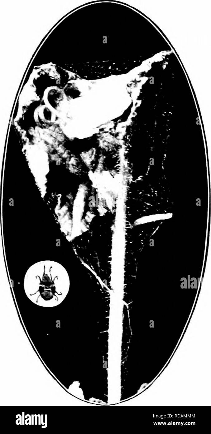 . Insetti dannosi : come riconoscere e il loro controllo . Pesti di insetto e pesti di insetto. iiiyuTE, srcKi:^G mit£S i^jcrixg fogliame 207 Il Ragno rosso (Tctranychiis biinacidatus Harv.) in serre, thi'oughout l'anno, molti impianti sono soggetti ad attacchi h}' un estremamente piccolo acaro, comunemente noto come il " ragno rosso." Molto belle veli vengono filate su sotto le superfici di foglie o sopra le teste dei fiori e al di sotto di questi il lavoro di acari, aspirando il succo delle foglie, gi'ing loro un malato di colore giallo o marrone appaiono- ance, e infine uccidere le piante, a meno che non sia selezionata. Nel sud degli Stati Uniti c Foto Stock