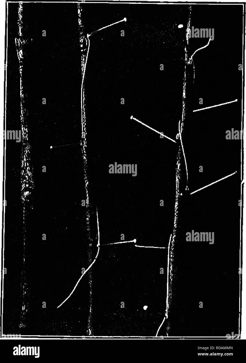 . Principianti " botanica. La botanica. LEAVESâFORM E POSIZIONE 83 sorge a est e a ovest. Vedere la casella-elder girare a sinistra in Fig. 110. Una coppia non fa ombra la coppia al di sotto. Le foglie sono in quattro ranghi verticale. Ci sono diversi tipi di disposizione alternativa. In elm shoot, in Fig. 110, il terzo bud è verticalmente al di sopra del primo. Questo è vero non importa quale bud è preso come punto di partenza. Disegnare un filo attorno al gambo fino a quando le due gemme sono uniti. Impostazione di un pin ad ogni budget. Ob- servire che due gemme sono passati (non contando gli ultimi) e che il thread effettua un circuito dello stelo. Offrono Foto Stock