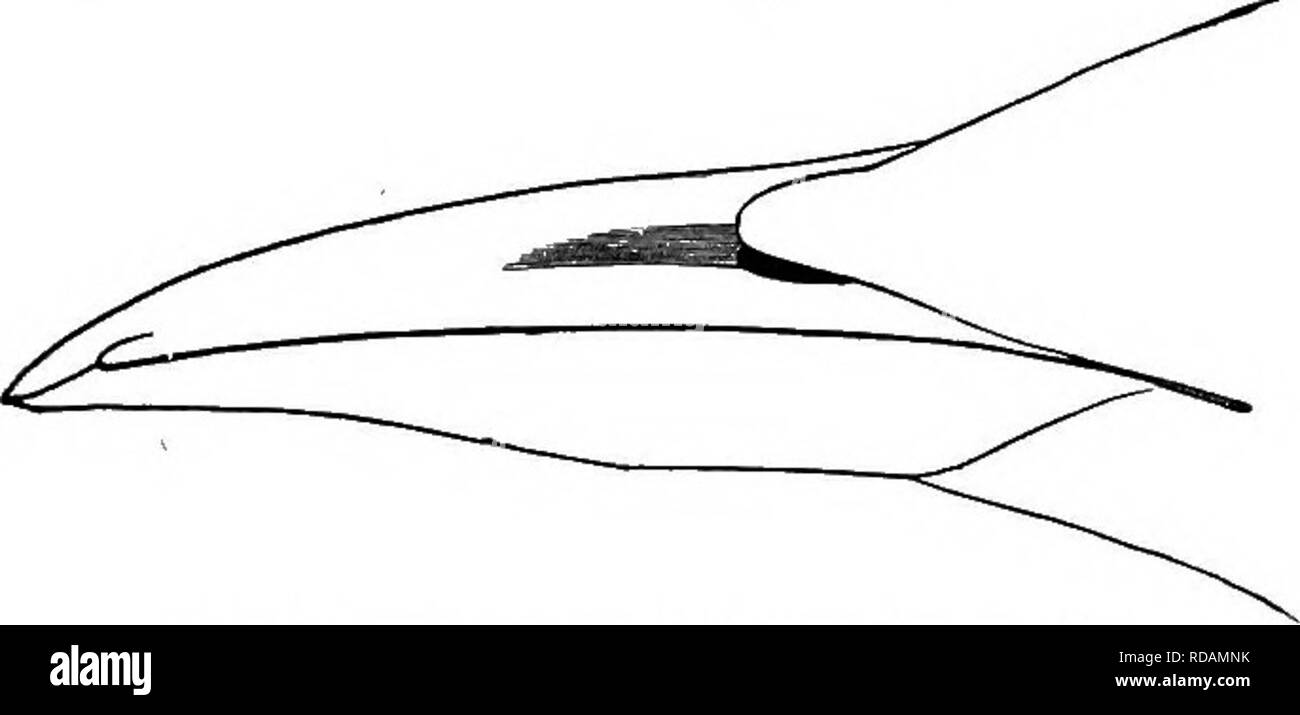 . Chiave per uccelli del Nord America. Contenente un conciso conto di ogni specie di vita e di uccelli fossili attualmente conosciuti dal continente nord del Messico e degli Stati Uniti, di confine inclusive della Groenlandia e la Bassa California, con il quale sono incorporati generali di ornitologia: un contorno della struttura e la classificazione degli uccelli; e campo ornitologia, un manuale di raccolta, preparazione e conservazione degli uccelli. Gli uccelli; uccelli. 2.00 ; fare interna. 1.70 ; bUl lungo culmen 1,75; gape 2.50; gonys 1.15 ; profondità alla base 0,55 , larghezza 0.30. Europea e Americana coasti- e le isole del Nord Atlantico, t Foto Stock