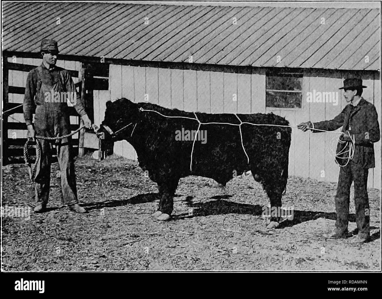 . Le malattie degli animali; un libro di breve e di popolari consigli sulla cura e le affezioni comuni degli animali della fattoria. Medicina veterinaria; gli animali domestici. Gettando un toro 149 throwQ e le zampe legate come il caso richiede. I cani devono sempre avere le loro bocche legati strettamente chiusa tramite una striscia di stoffa stout, due pollici di larghezza, e legatura circa il muso; le estremità può quindi essere portato in giro e legato dietro la testa dell'animale per tenerlo da graffiare il muso largo.. Maiale. 37. Il semi-metodo di attacco di gettare un toro anestetici per tutte le operazioni chirurgiche quando un animale sarà sottoposto a gre Foto Stock